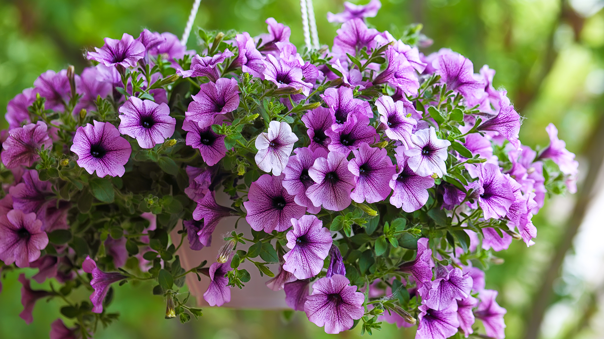 Pétunias violets dans un panier suspendu