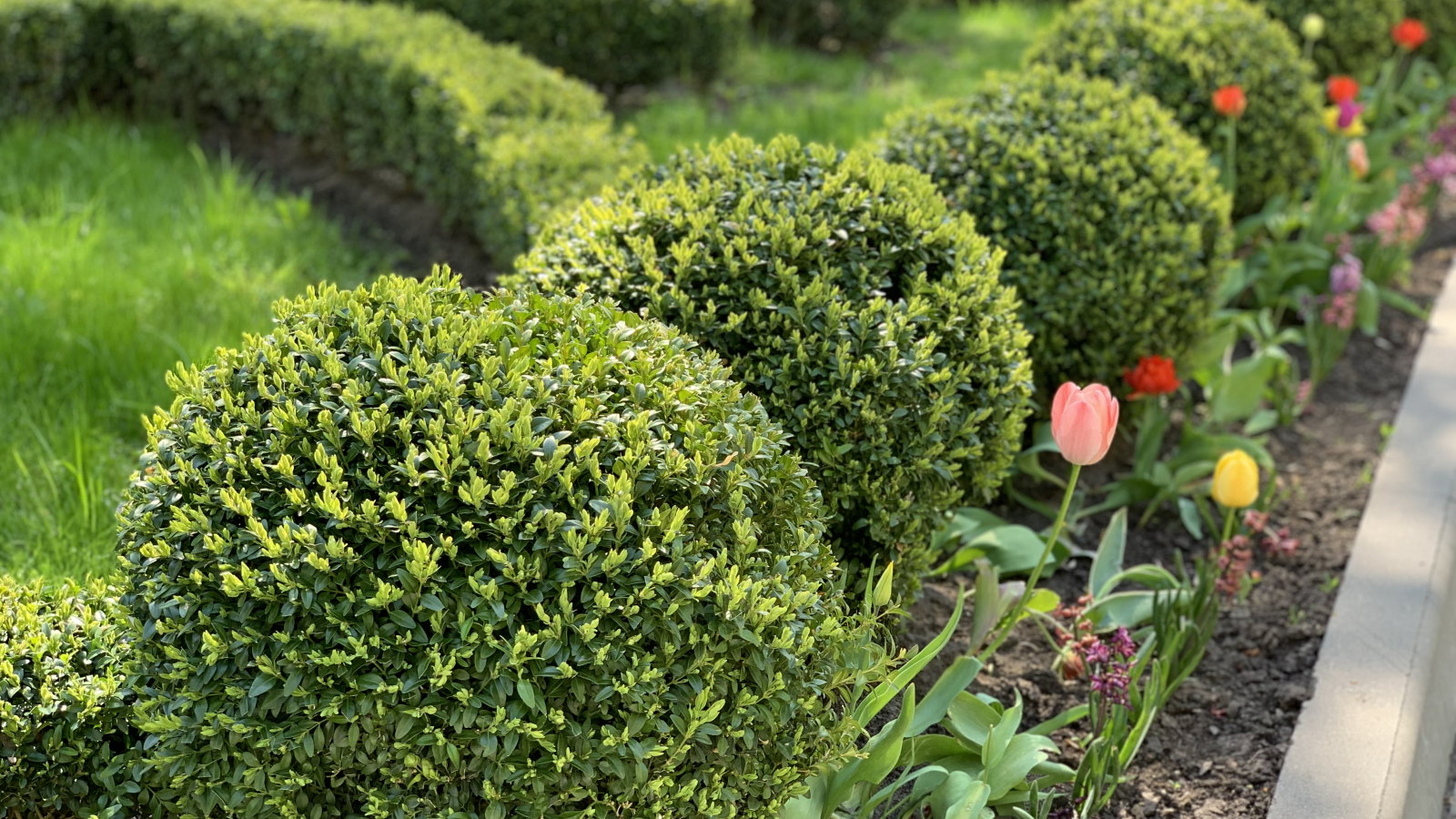 Un jardin printanier avec des boules de buis et des tulipes lumineuses