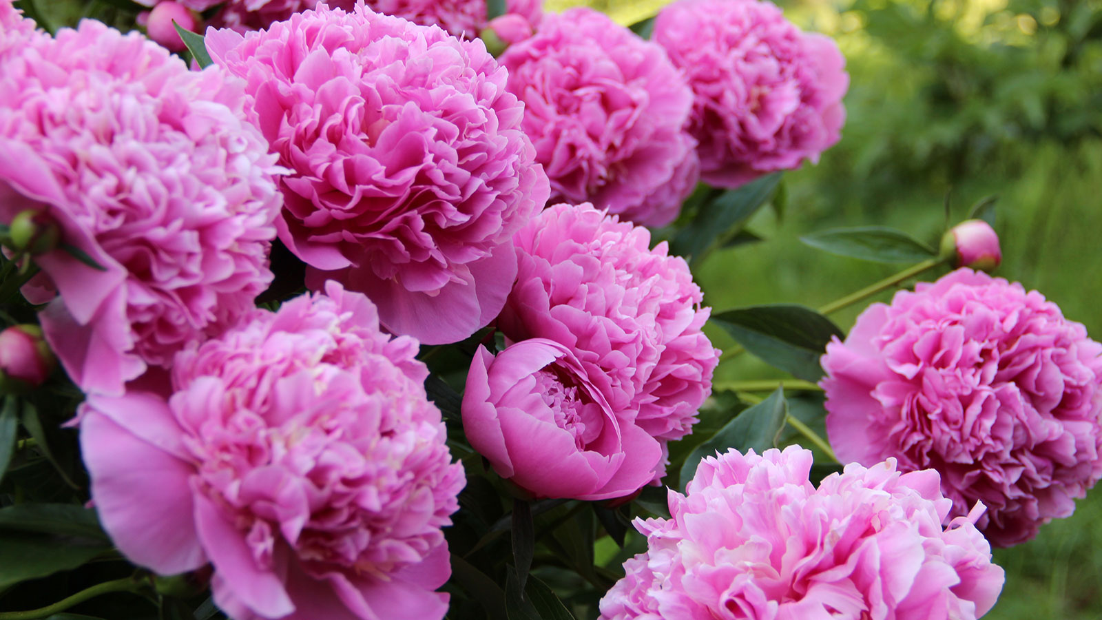pivoines roses en pleine floraison dans un jardin
