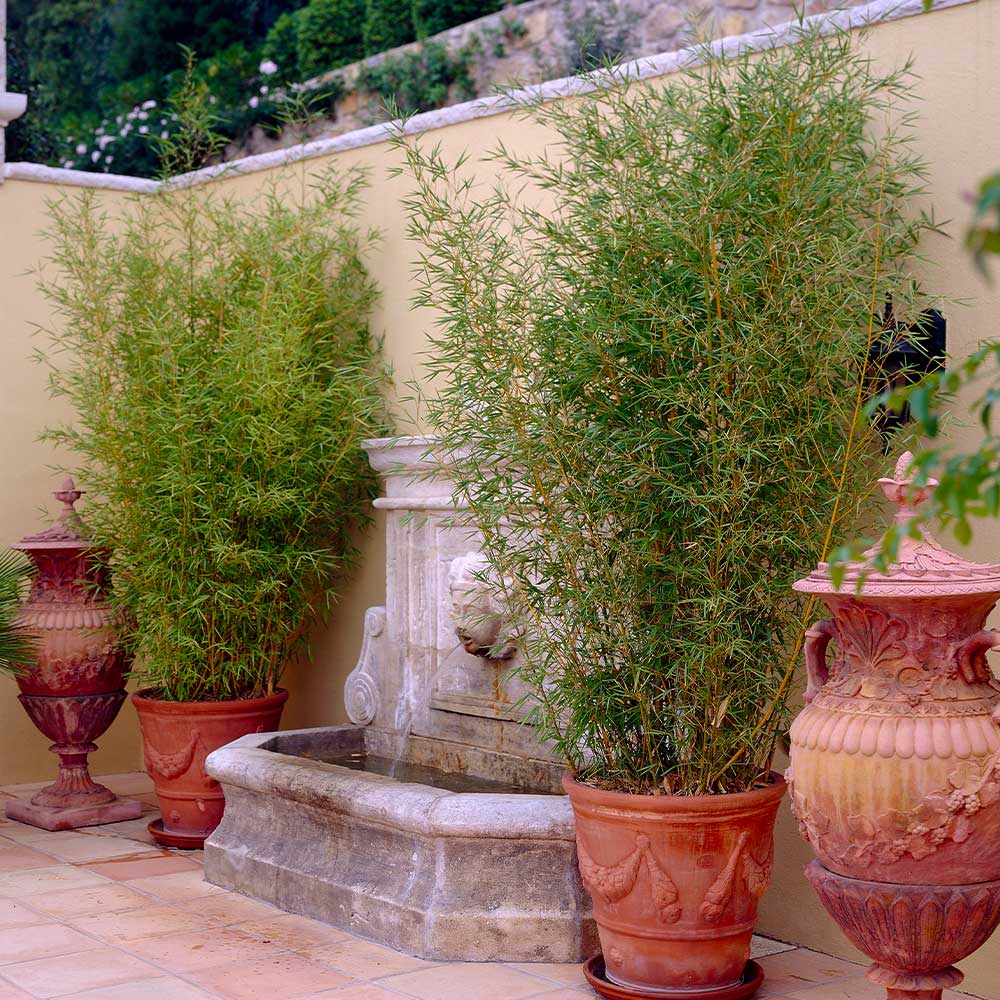 Bambou doré