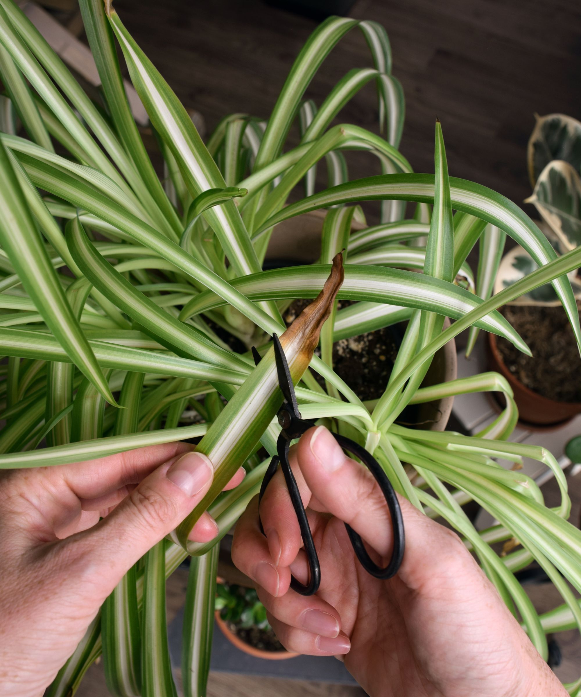 Tailler les feuilles brunes d'une plante araignée