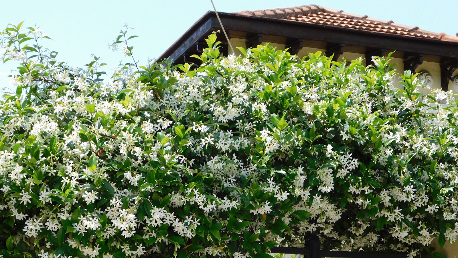 Le grimpeur à feuilles persistantes, le jasmin étoilé, aux fleurs blanches dans un jardin