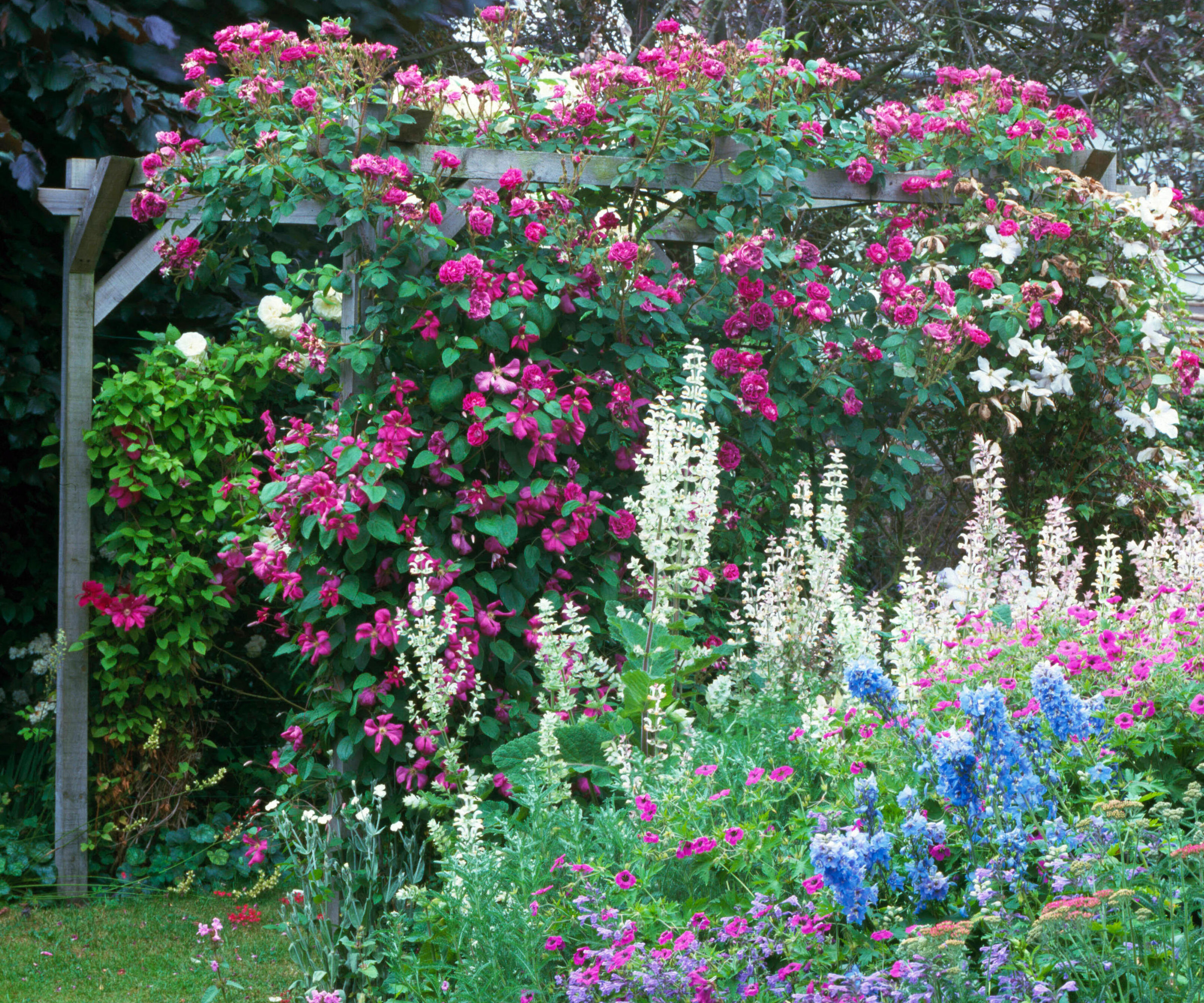 clématite aux fleurs rose foncé grimpant sur une pergola