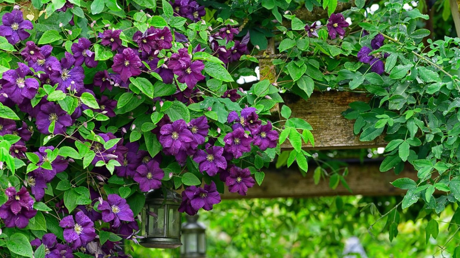 clematis viticella etoile violette, with purple flowers growing over a pergola