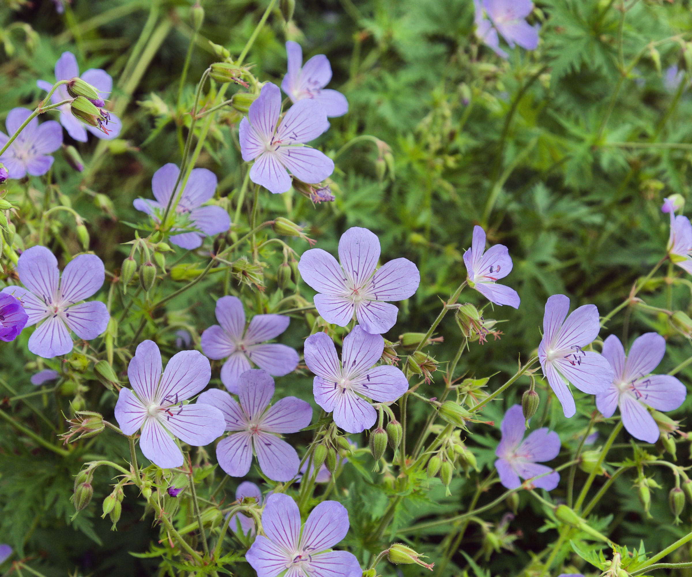 Géraniums rustiques Mme Kendal Clark floraison en été