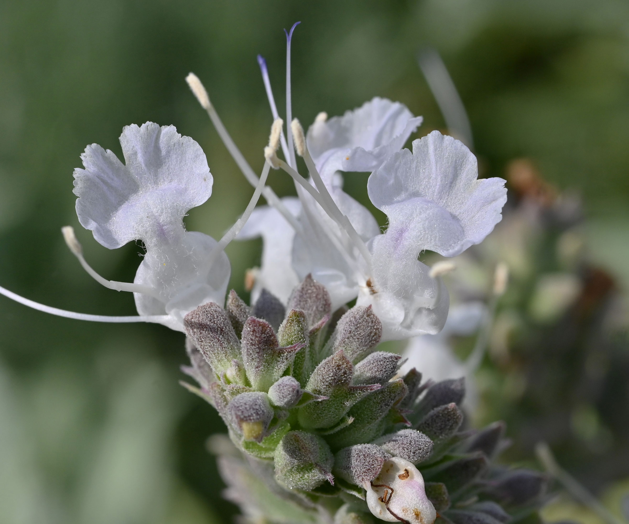 fleurs de sauge blanche