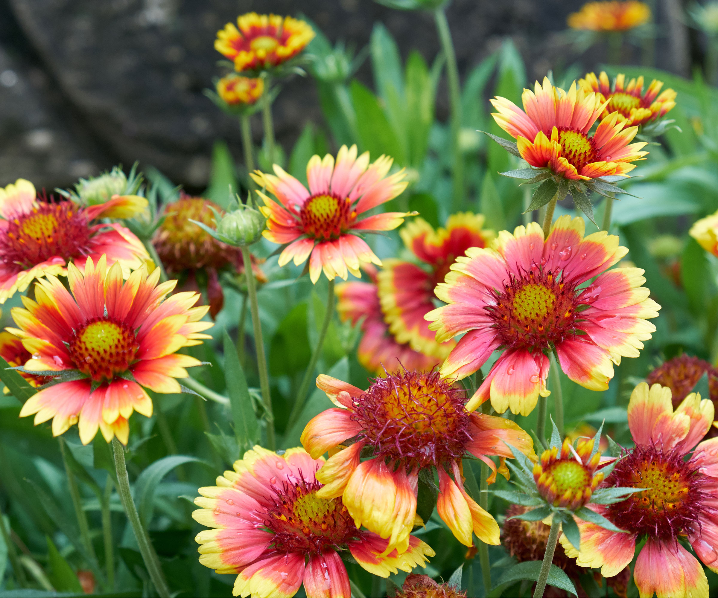 fleurs de couverture rouges et jaunes (gaillardia)