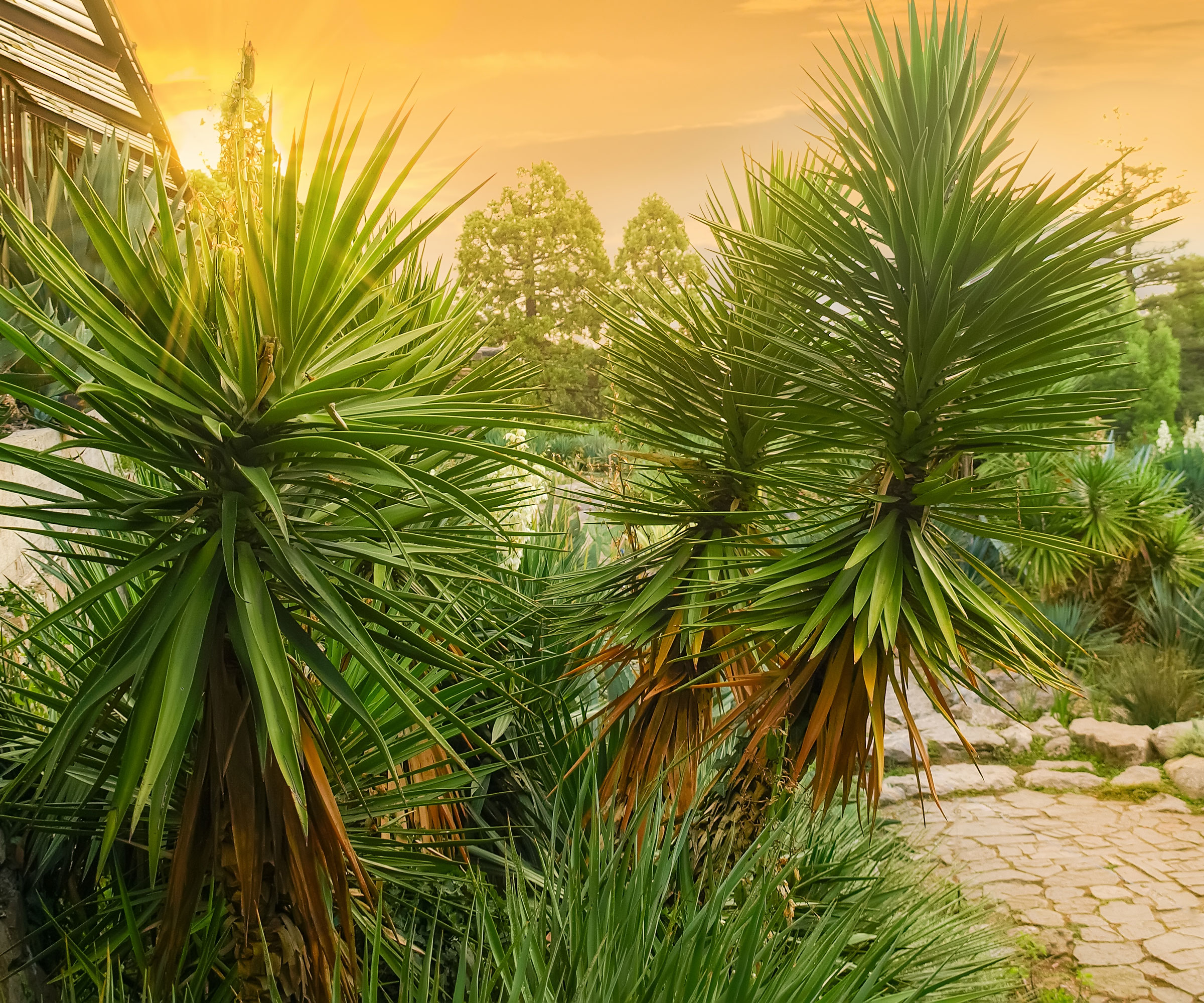 grandes plantes de yucca en plein air dans un jardin avec chemin, aménagement paysager et arbres