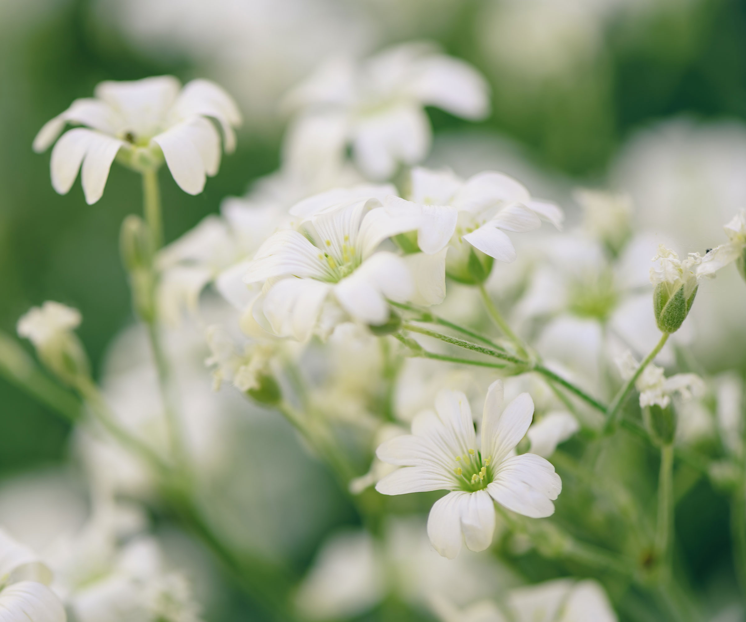 fleurs blanches de neige en été