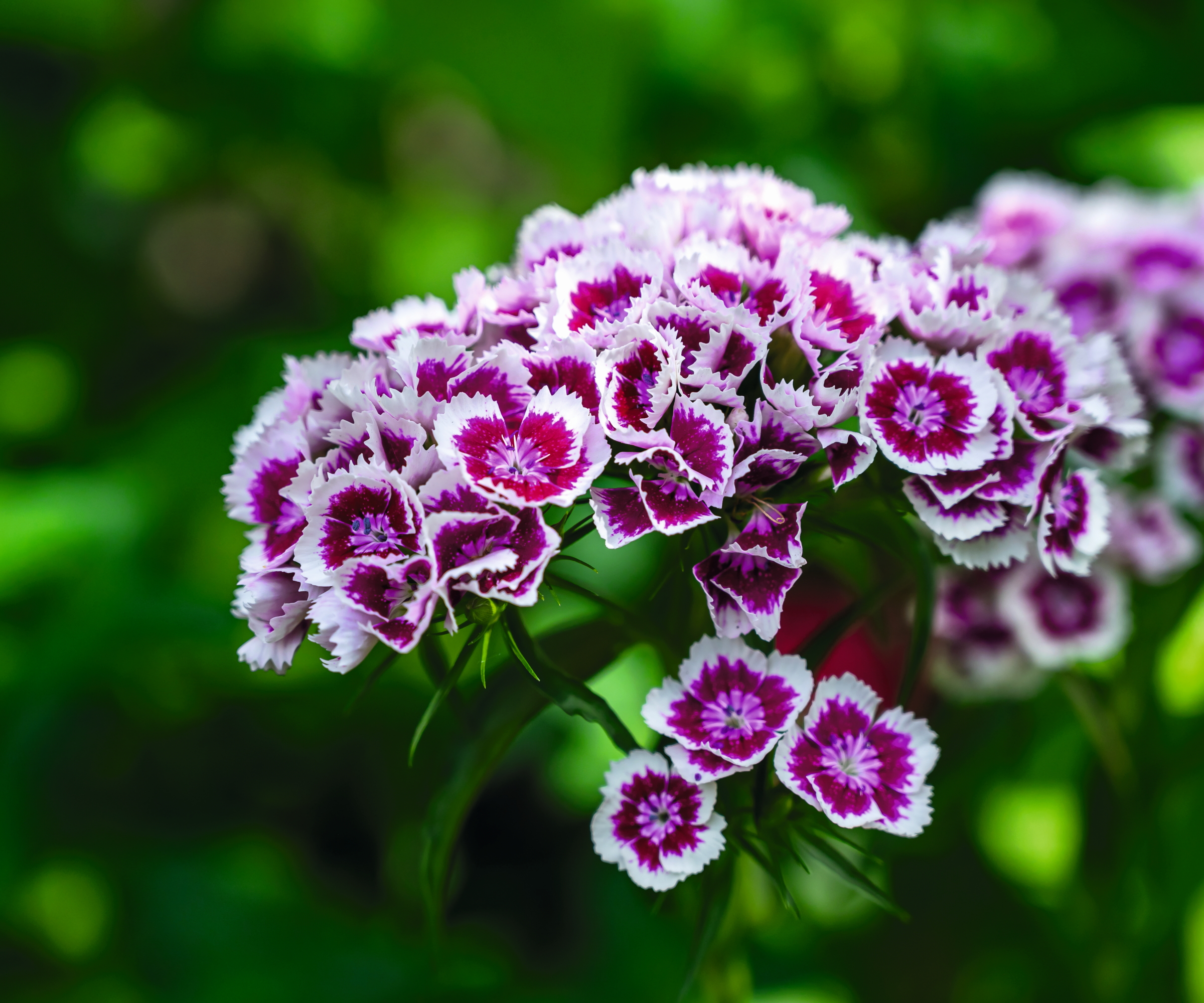 Fleurs violettes et blanches de Sweet William de près