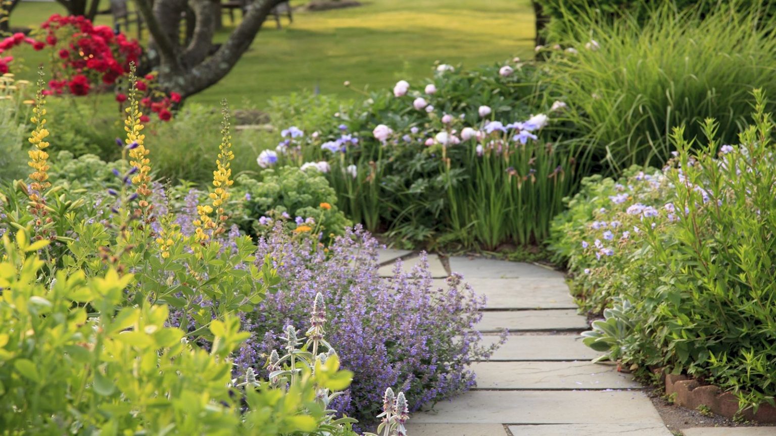 Garden border early summer