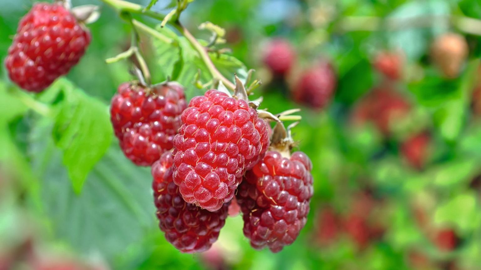A close-up of ripe red raspberries growing on a cane