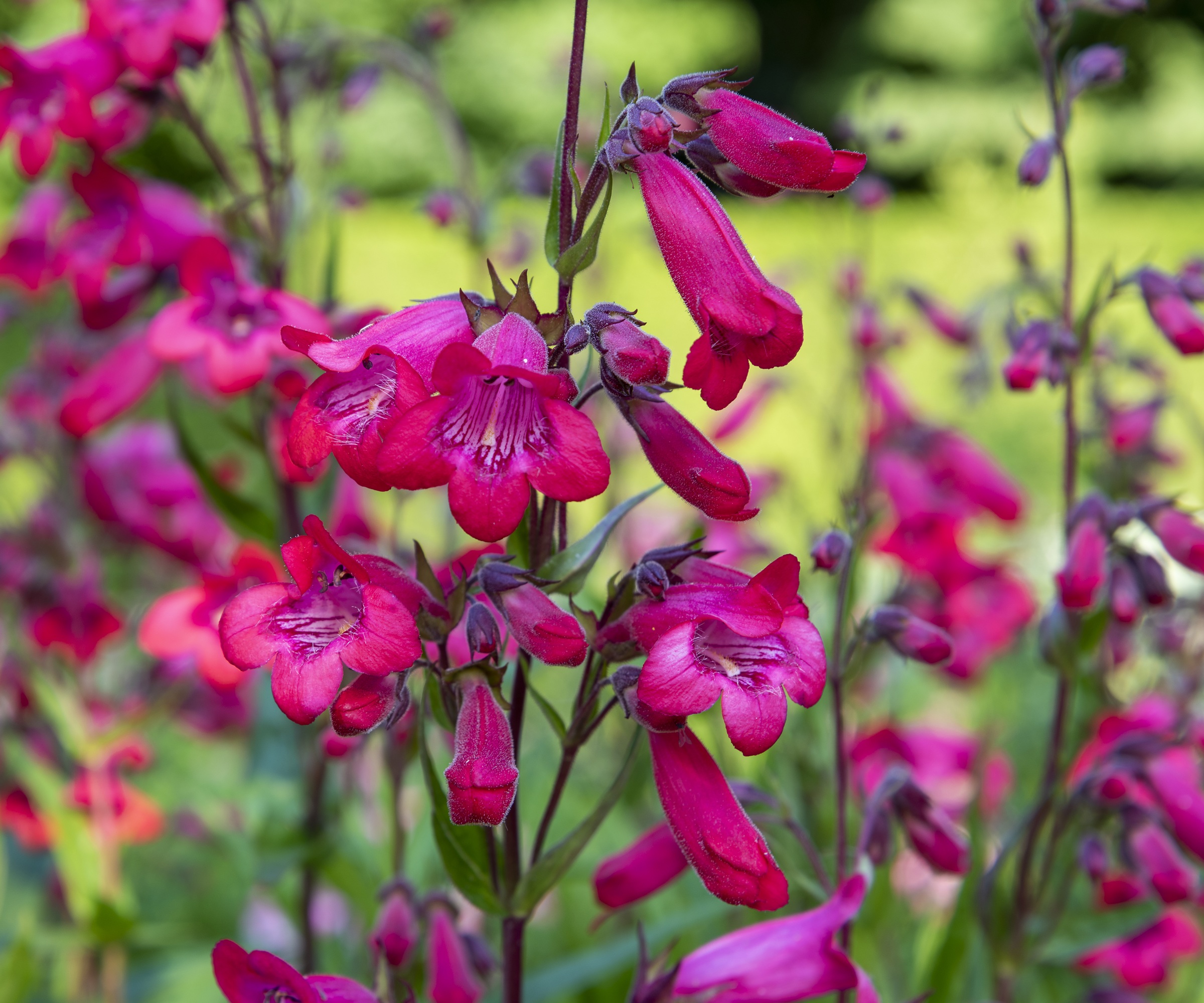Penstemon Schönholzeri