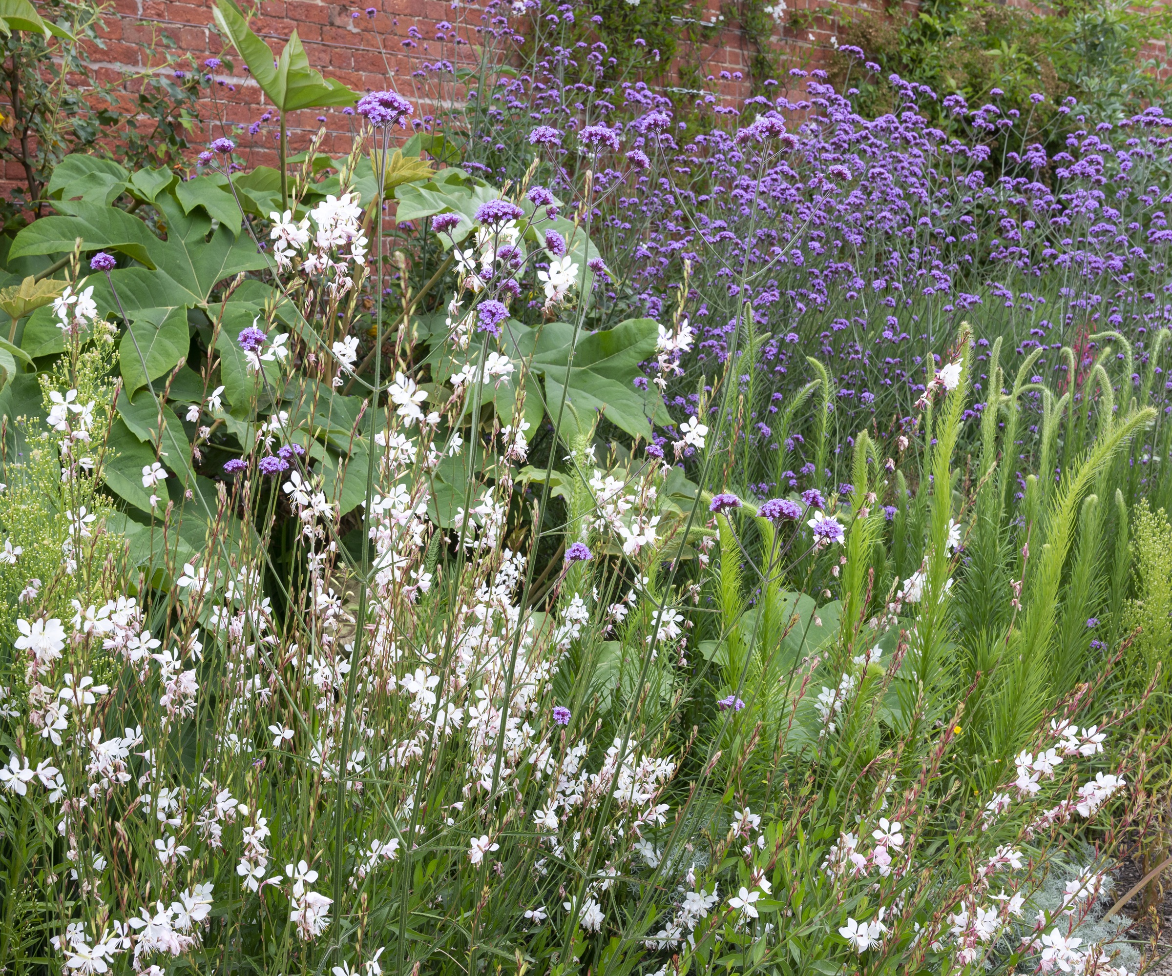Gaura lindheimeri, Verveine bonariensis, fatsia