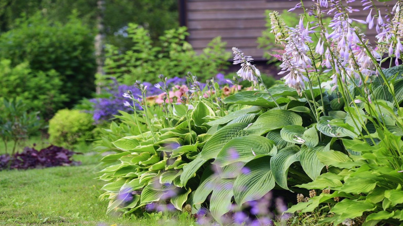 Les 7 meilleures plantes pour empêcher les jardins de paraître clairsemés au début de l’été – L’écart de juin est réel Hosta