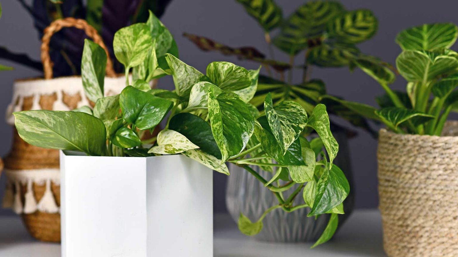 Ce dont votre pothos a besoin en juin pour une croissance saine et des vignes plus longues et plus lumineuses – 3 tâches à faire maintenant variegated pothos