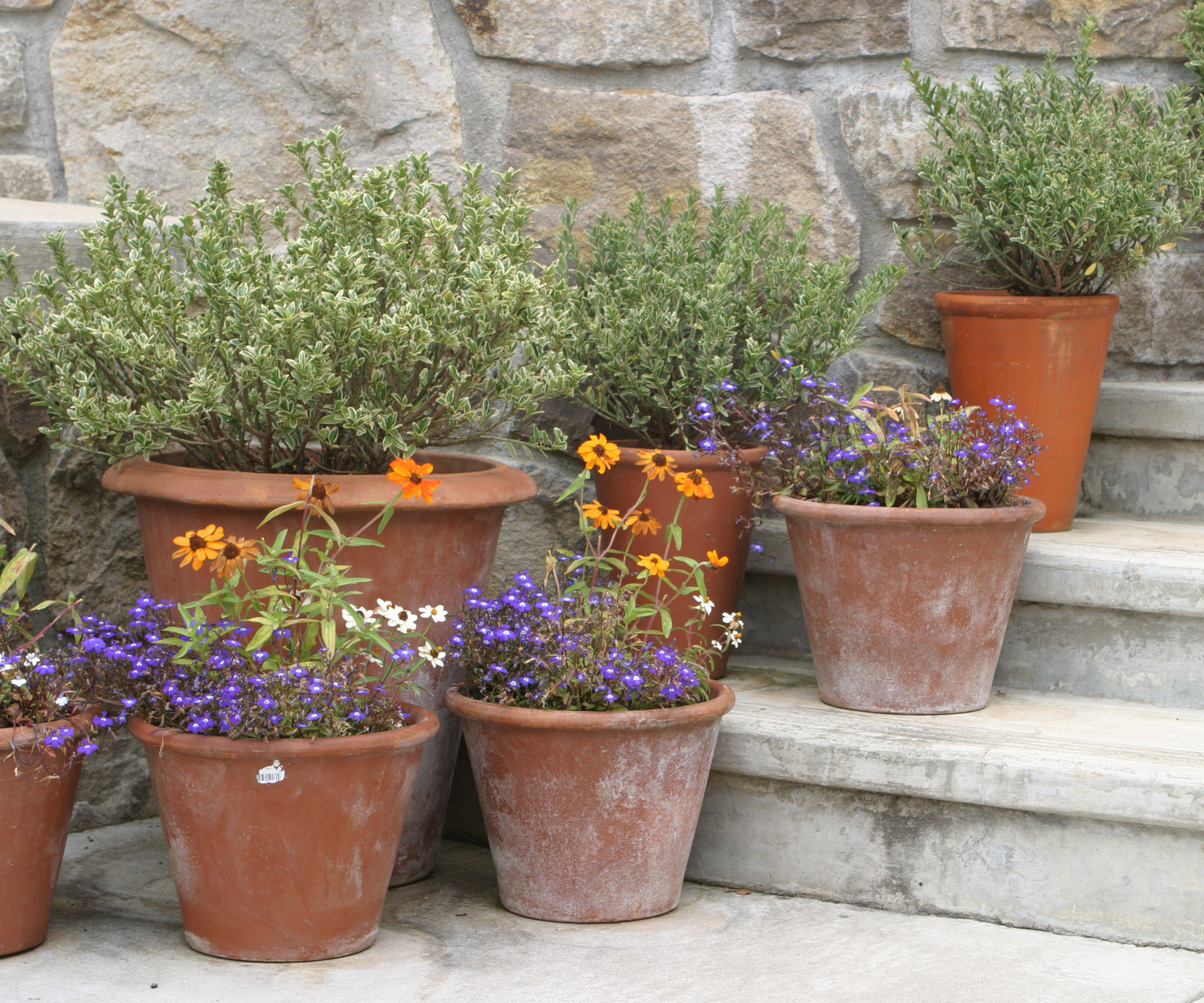 Rudnbeckia en pots en terre cuite à fleurs blanches et violettes