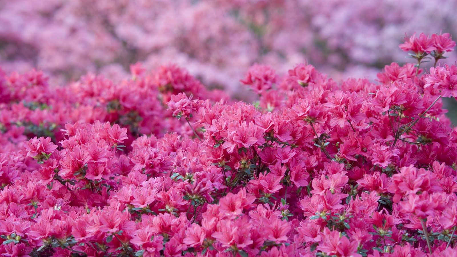 Azalées roses en fleur