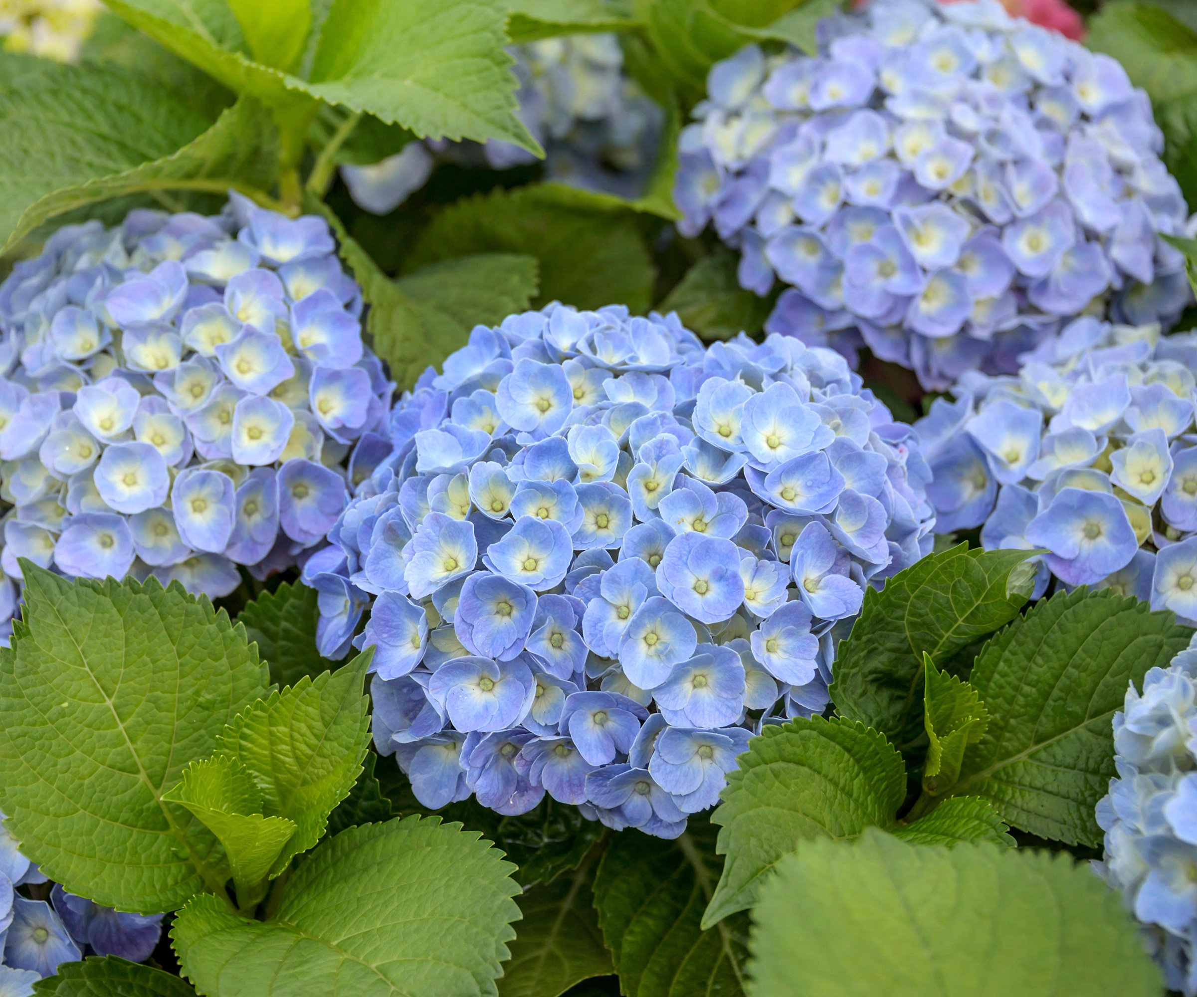Fleurs d'hortensia bleues