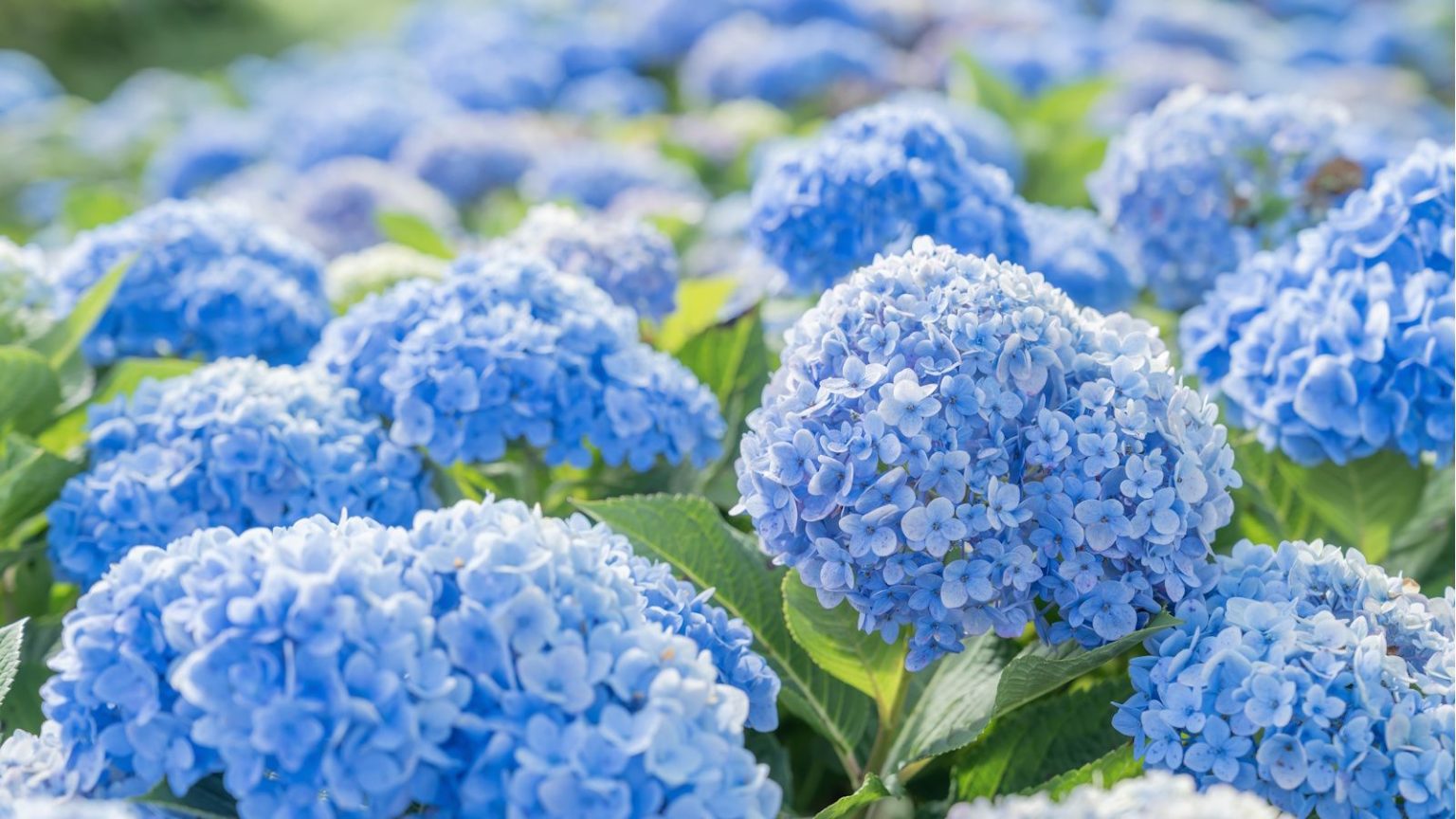 Les 3 choses simples qui garderont votre hortensia bleu vif tout l’été – C’est tellement plus facile que vous ne le pensez Blue hydrangea field