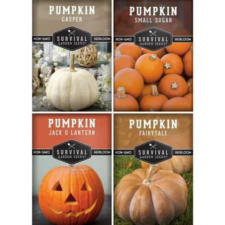 4 paquets de graines de citrouille - Conte de fées, Jack O Lantern, Petit sucre, Casper - Légumes annuels plein soleil