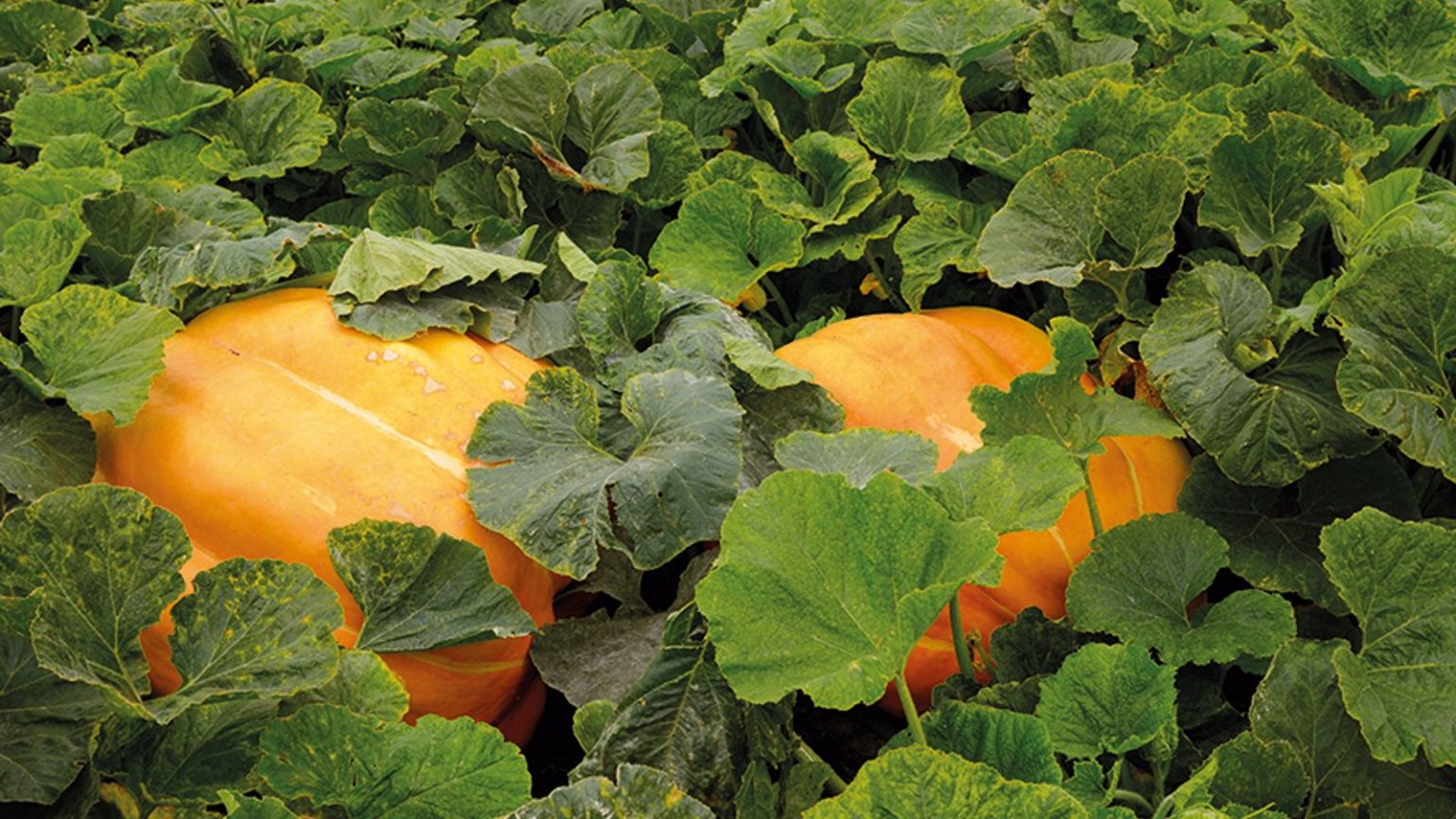 Prenez du temps et des efforts pour arroser les citrouilles par temps chaud avec cette astuce étonnamment simple Two large Atlantic giant pumpkins are growing in a vegetable garden