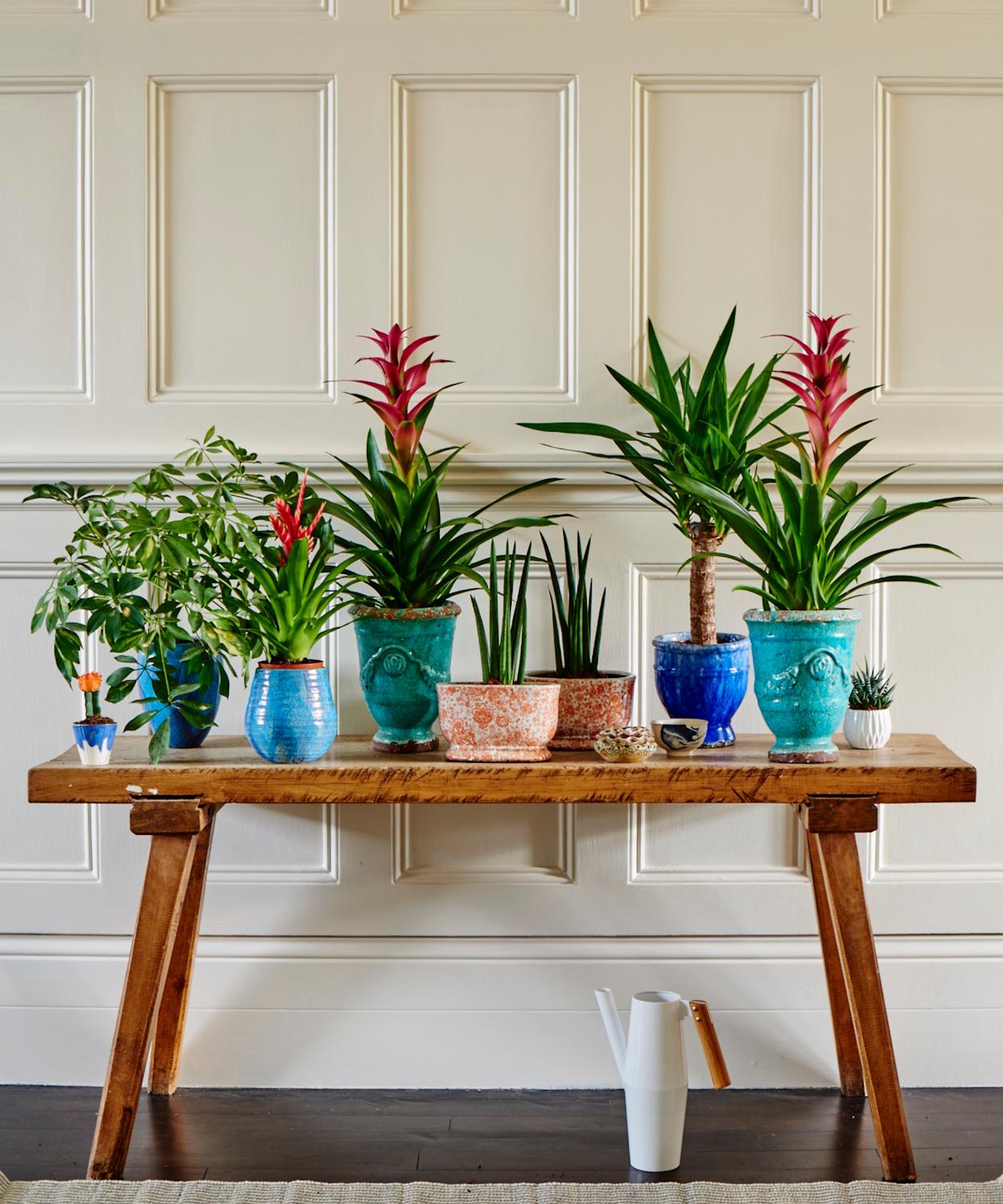 Table pleine de plantes d'intérieur, dont des broméliacées