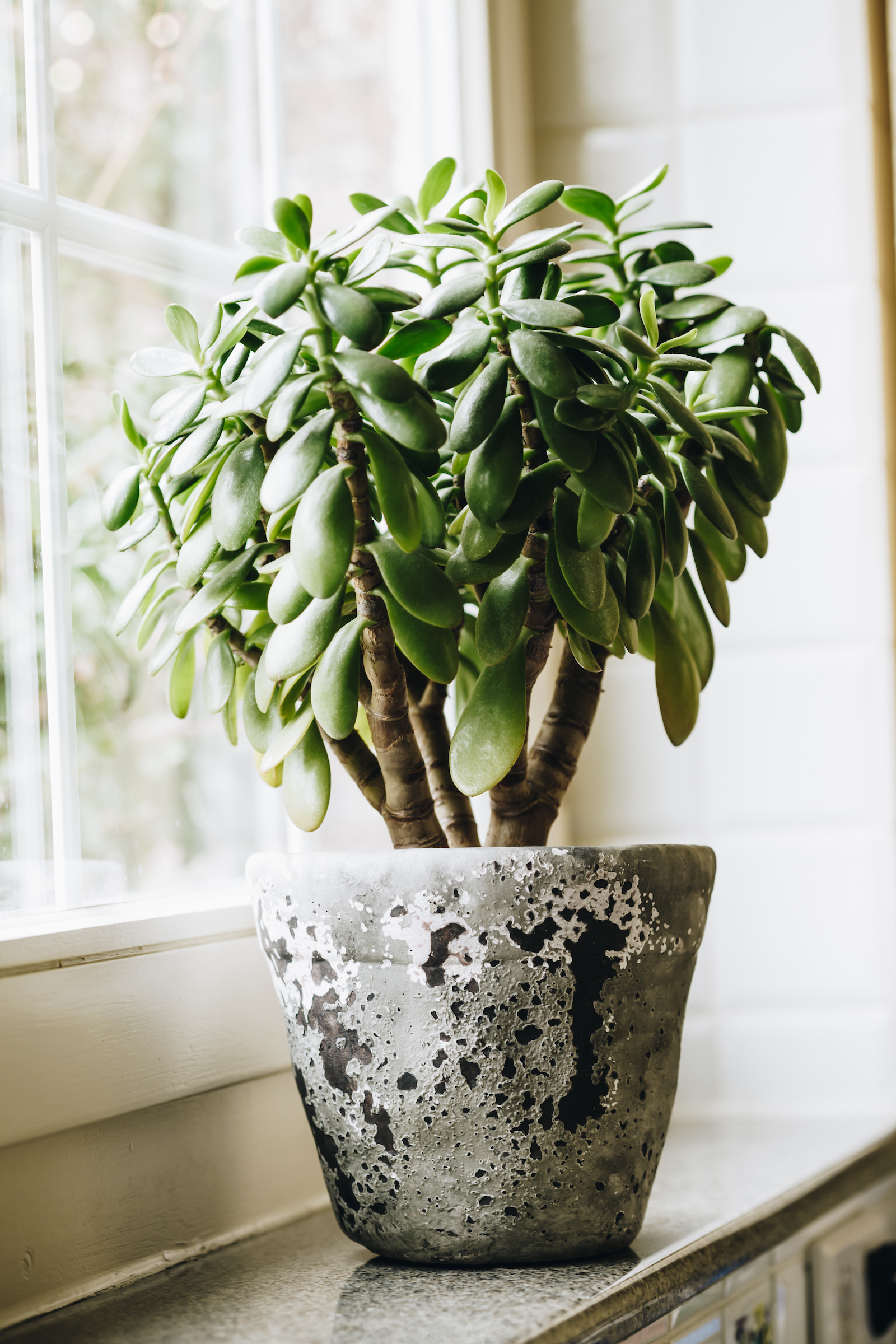plante de jade