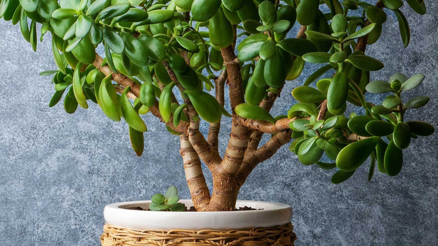 Que faire avec une plante de jade en juin – 5 tâches faciles pour une croissance luxuriante et sculpturale tout au long de l’été jade plant in pot