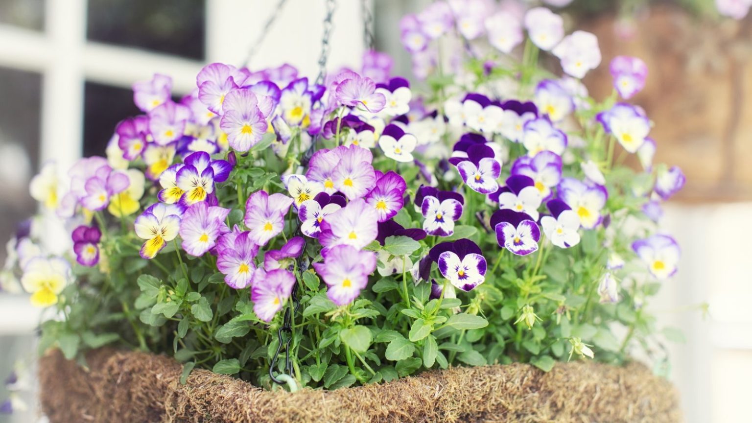 Vos paniers suspendus exploseront de fleurs – et dureront plus longtemps – si vous ne le faites qu’une fois par semaine A moss-covered hanging basket full of colorful pink and purple violas
