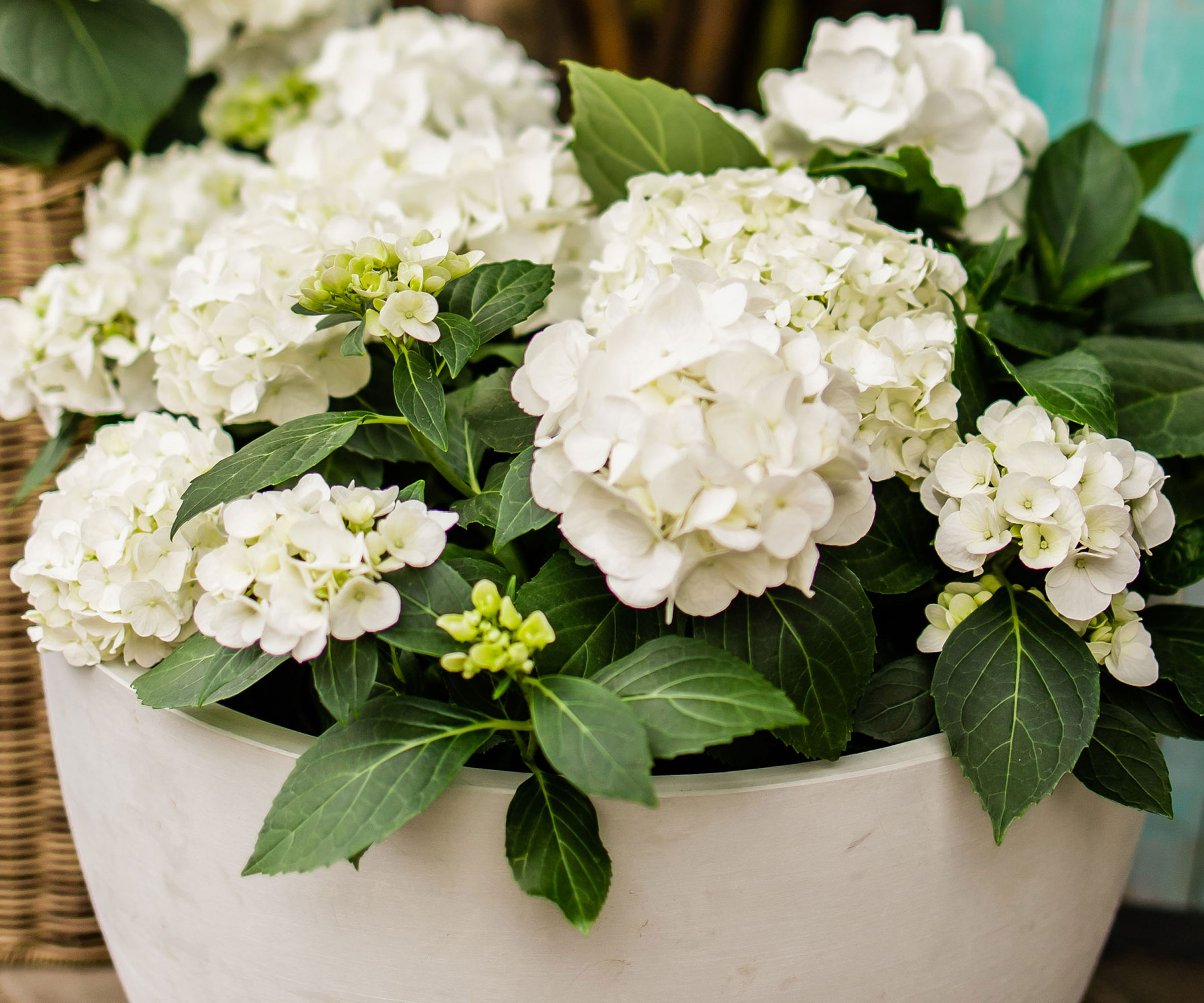 hortensia blanc dans un récipient