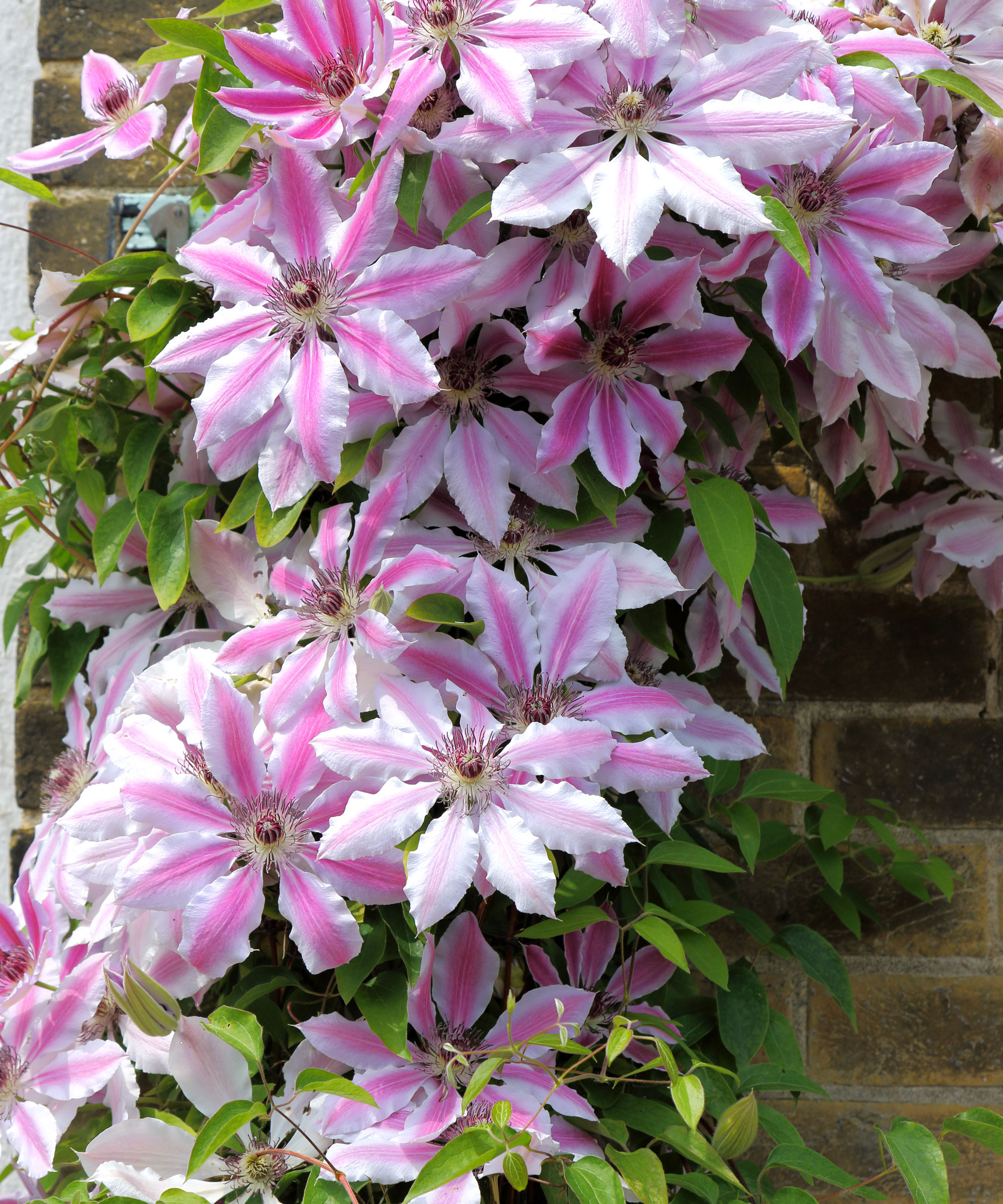 Clématite 'Nelly Moser'