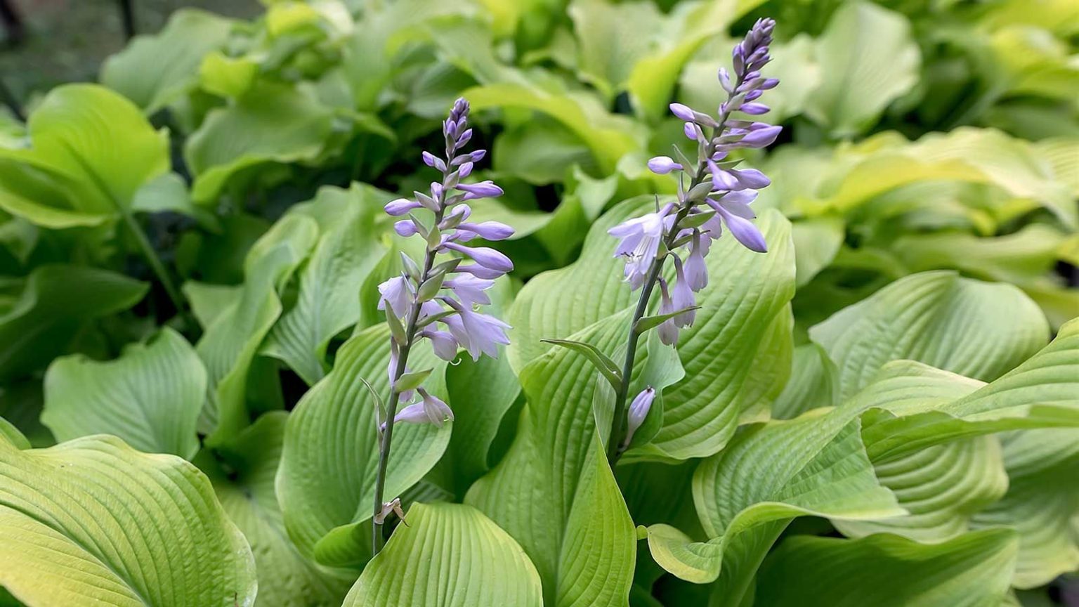7 plantes en pot qui prospèrent dans les jardins orientés au nord et apportent de la couleur aux endroits ombragés hosta leaves and flowers
