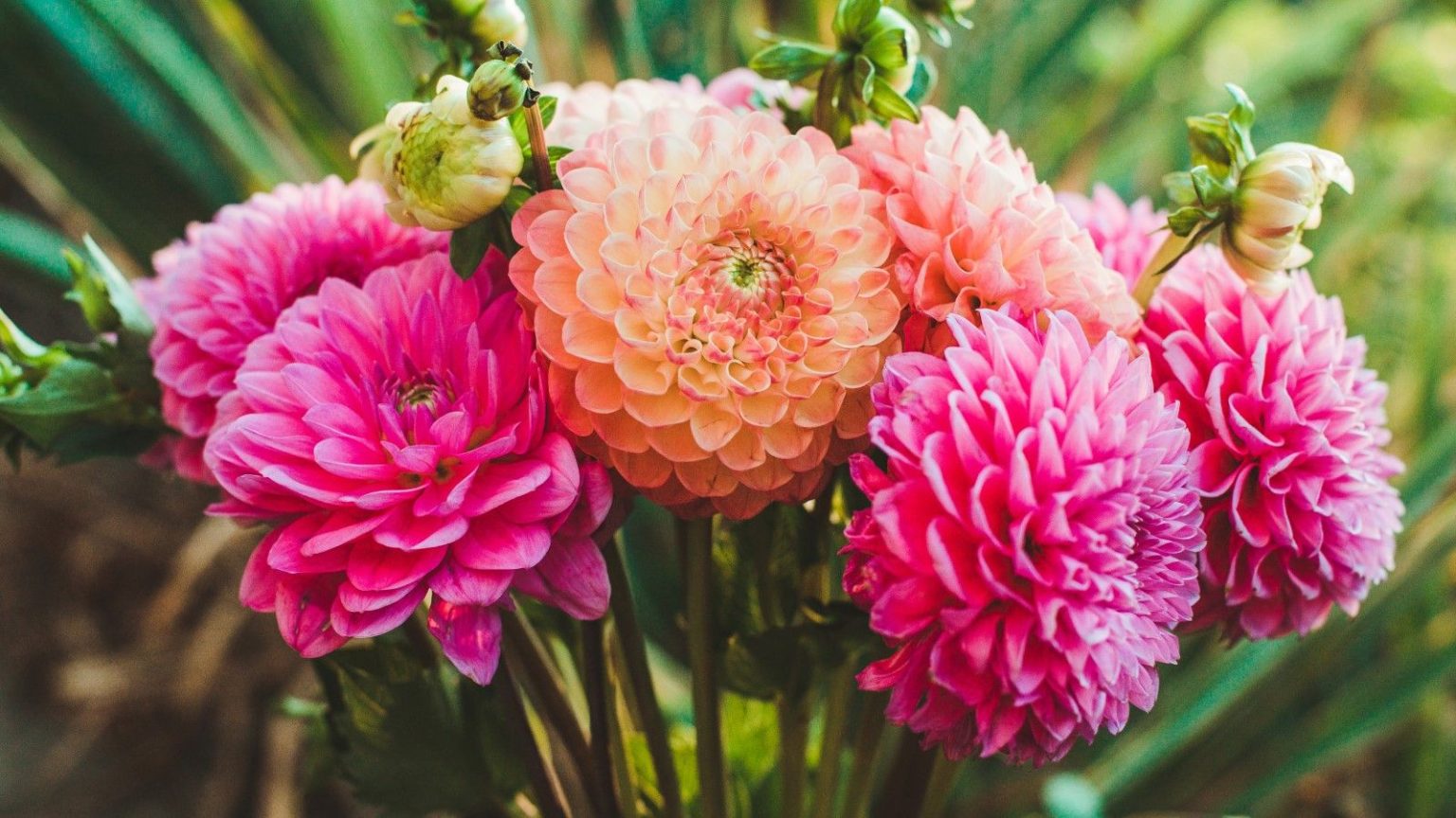 Que faire des dahlias en juin pour un jardin rempli de fleurs tout l’été et jusqu’à l’automne Dahlias in flower