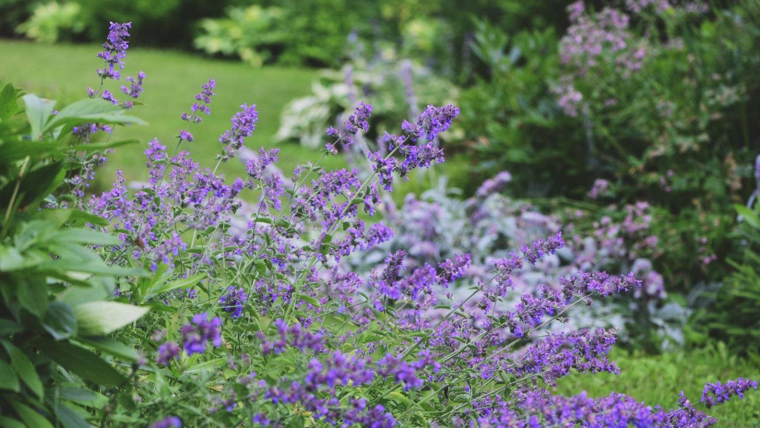 Cet arbuste résistant remplace la lavande dans les jardins de chalets – c’est pratiquement sans effort, les pollinisateurs l’adorent et il ne devient pas ligneux Purple flowering nepeta, or catmint, thriving in a sunny garden border