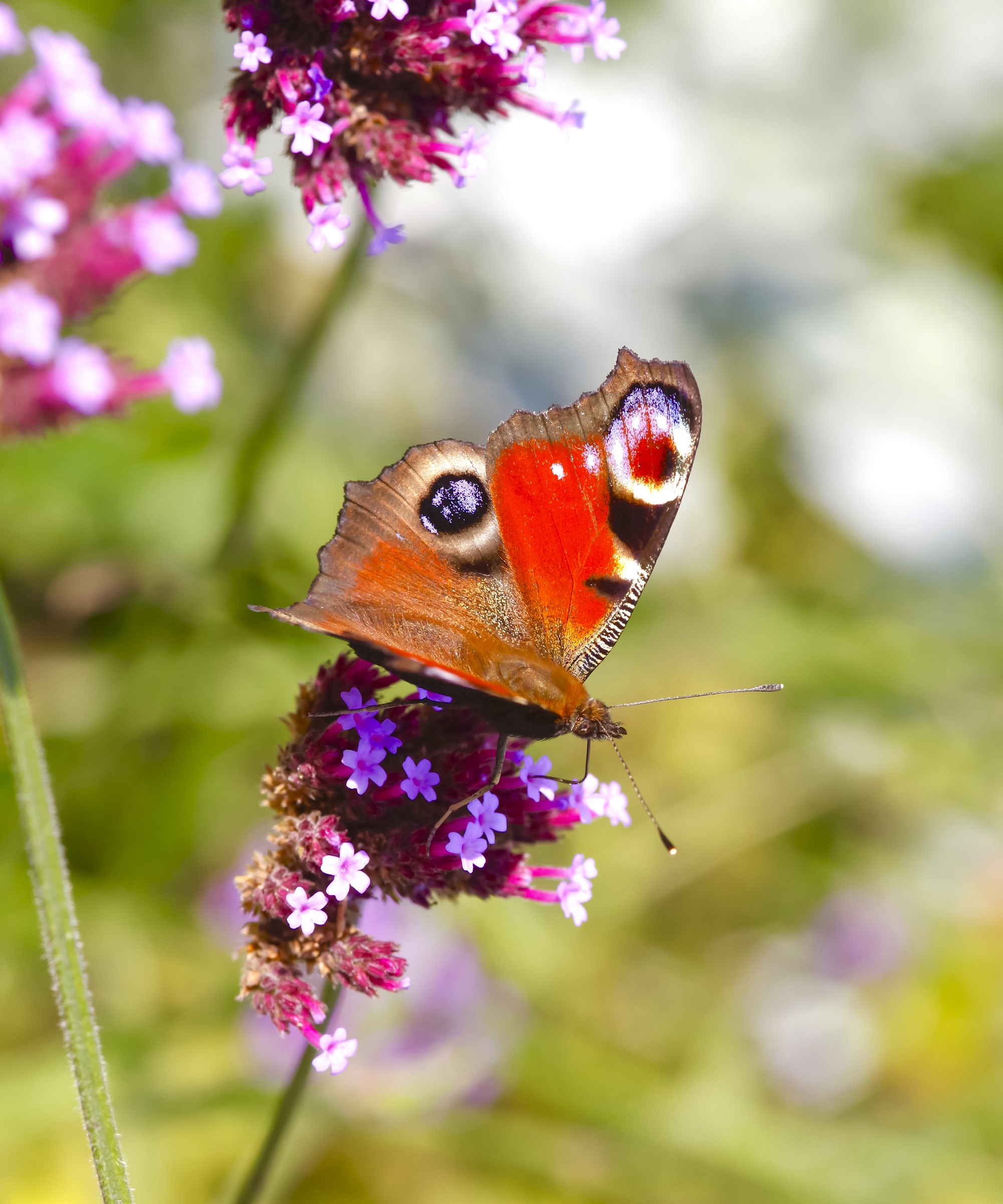 Papillon paon sur verveine bonariensis