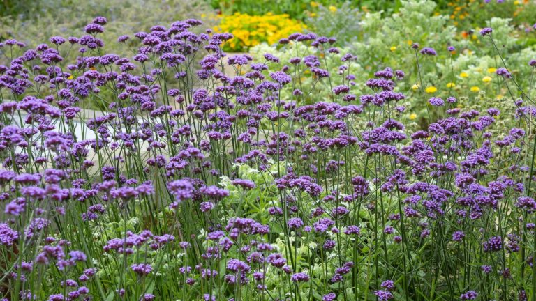 Cette plante en pot haute et aérée crée une intimité élégante sur un balcon – et les pollinisateurs l’adorent aussi Verbena bonariensis covered in purple blooms in a flower border