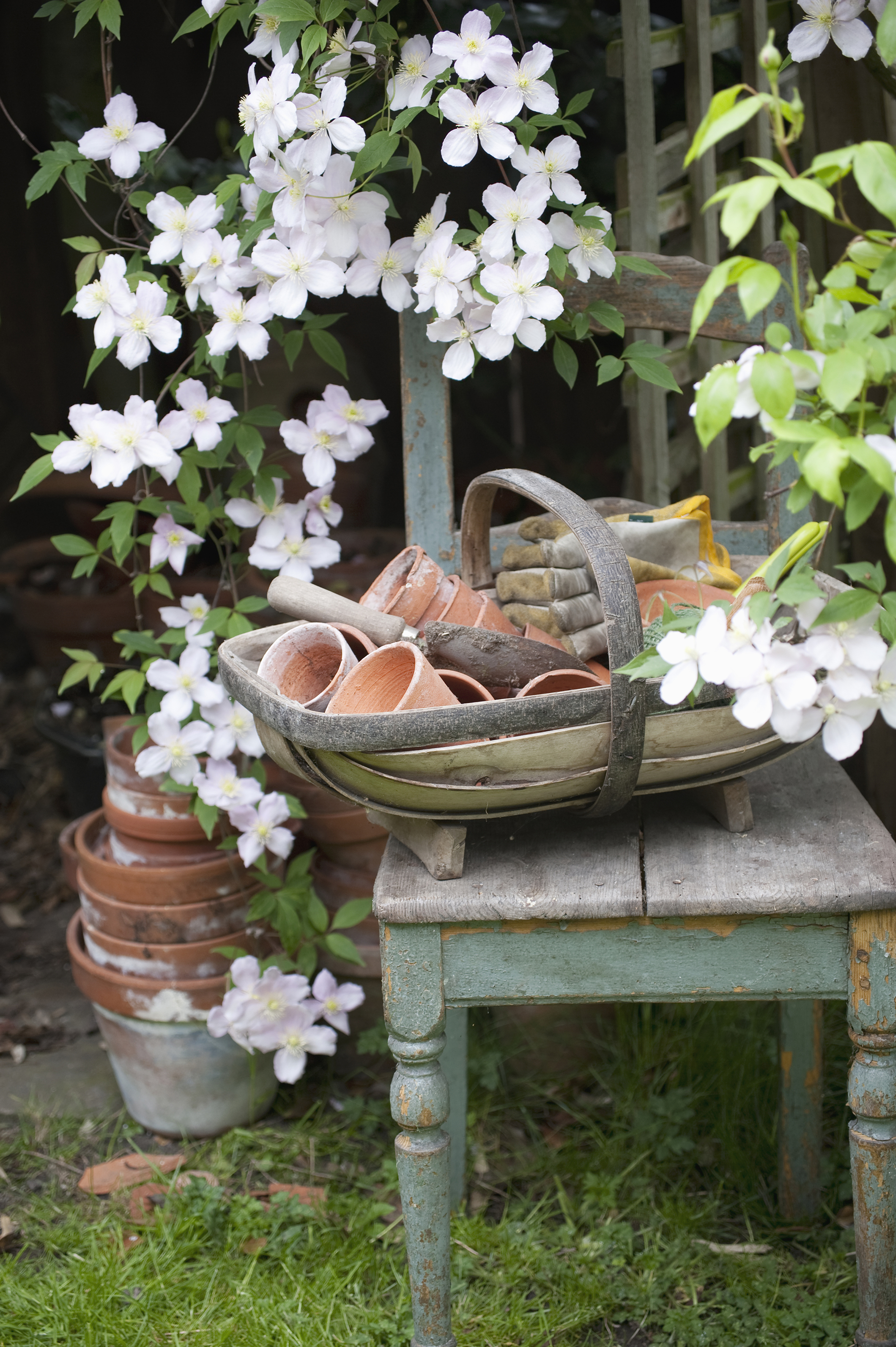 Clématites en fleurs et outils de jardin