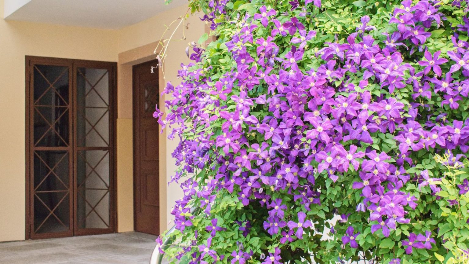Que faire avec les clématites en juin pour une floraison spectaculaire qui dure des mois purple clematis