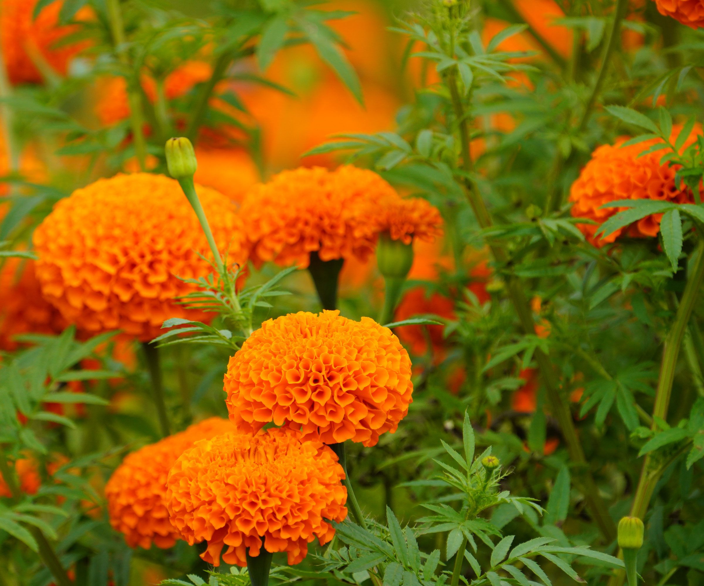 grandes fleurs de souci africaines orange