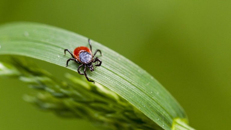 Comment prévenir les tiques dans votre jardin – 5 façons approuvées par des experts de les empêcher de s’installer Tick insect on a green leaf