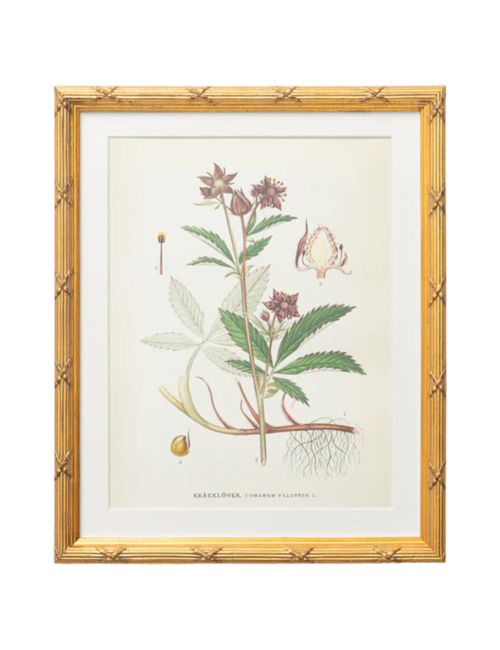 Etude Botanique N°2