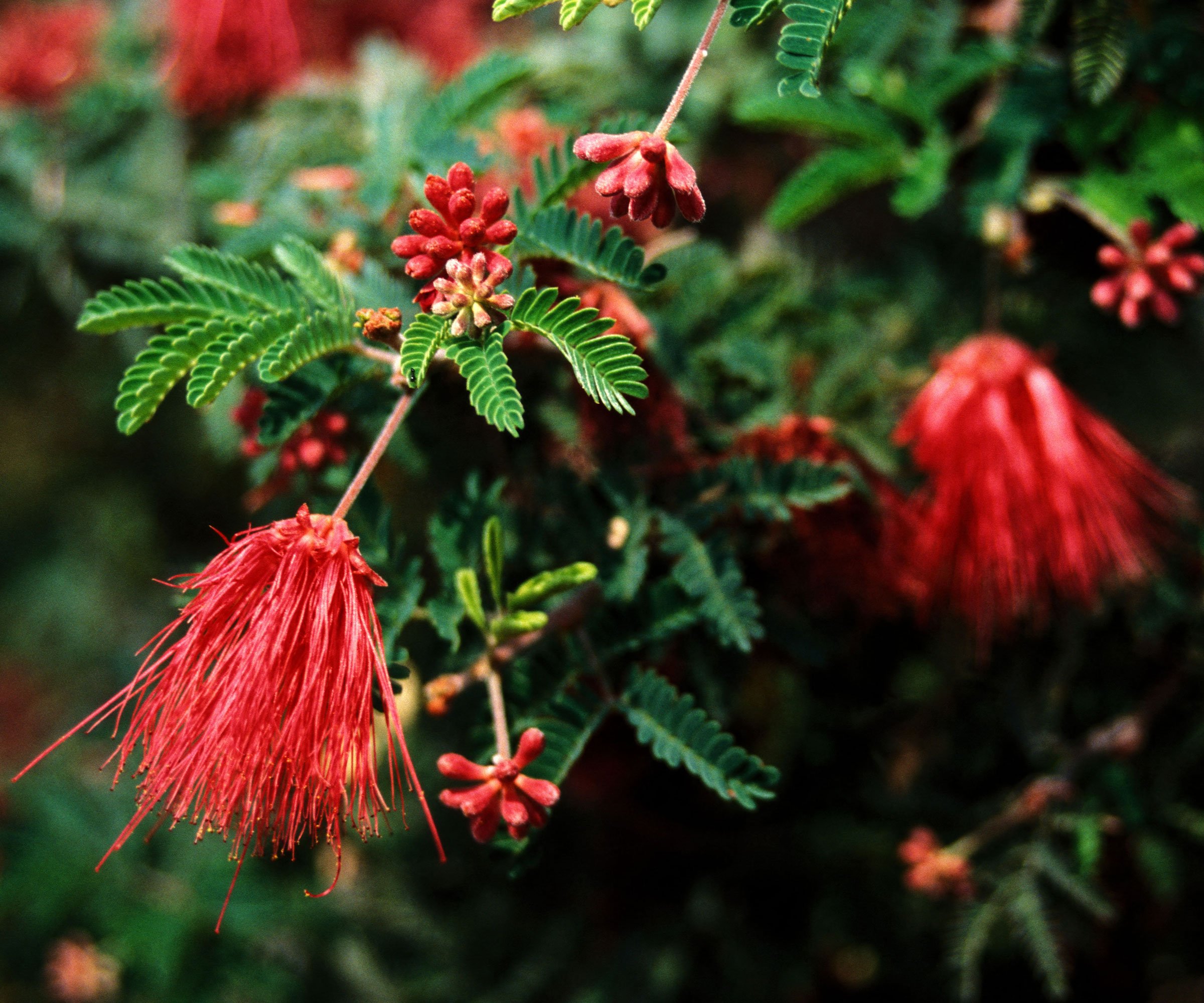 Fleurs rouges d'arbuste résistant à la chaleur Baja Fairy Duster Calliandra californica