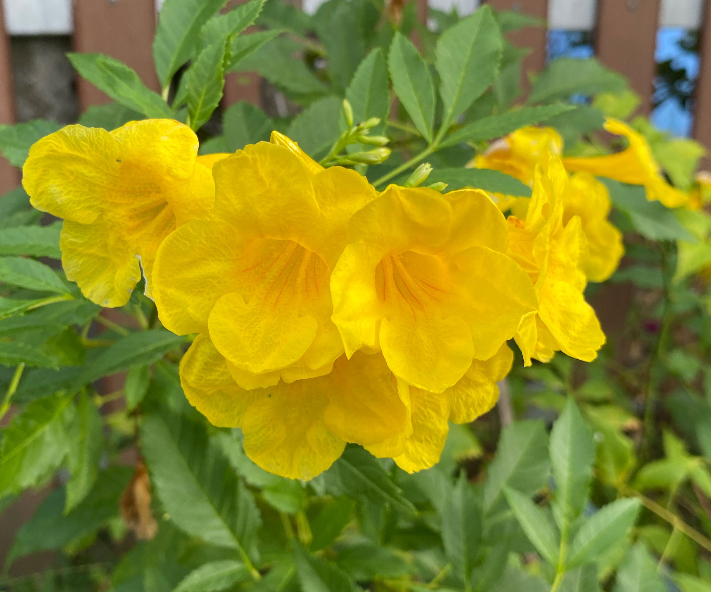 fleurs jaunes de l'arbuste Yellow Bells (Tecoma stans)