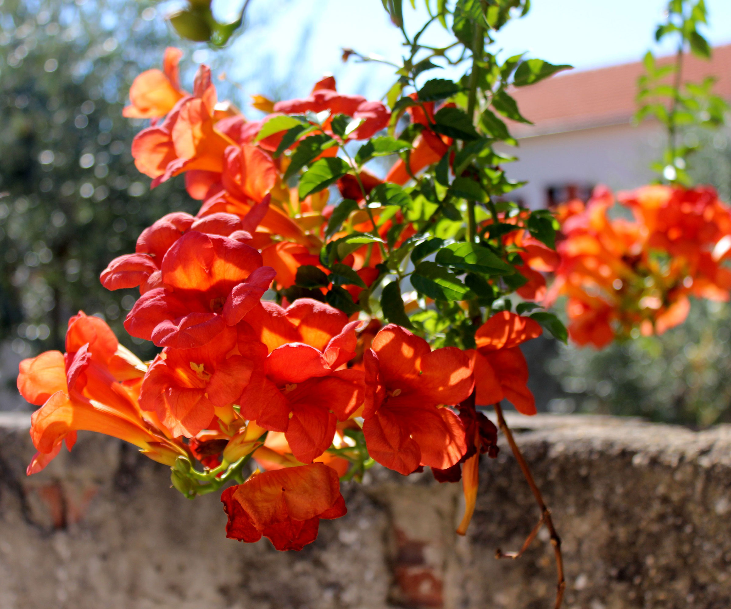 fleurs orange vif de Tecoma 'Orange Jubilee'