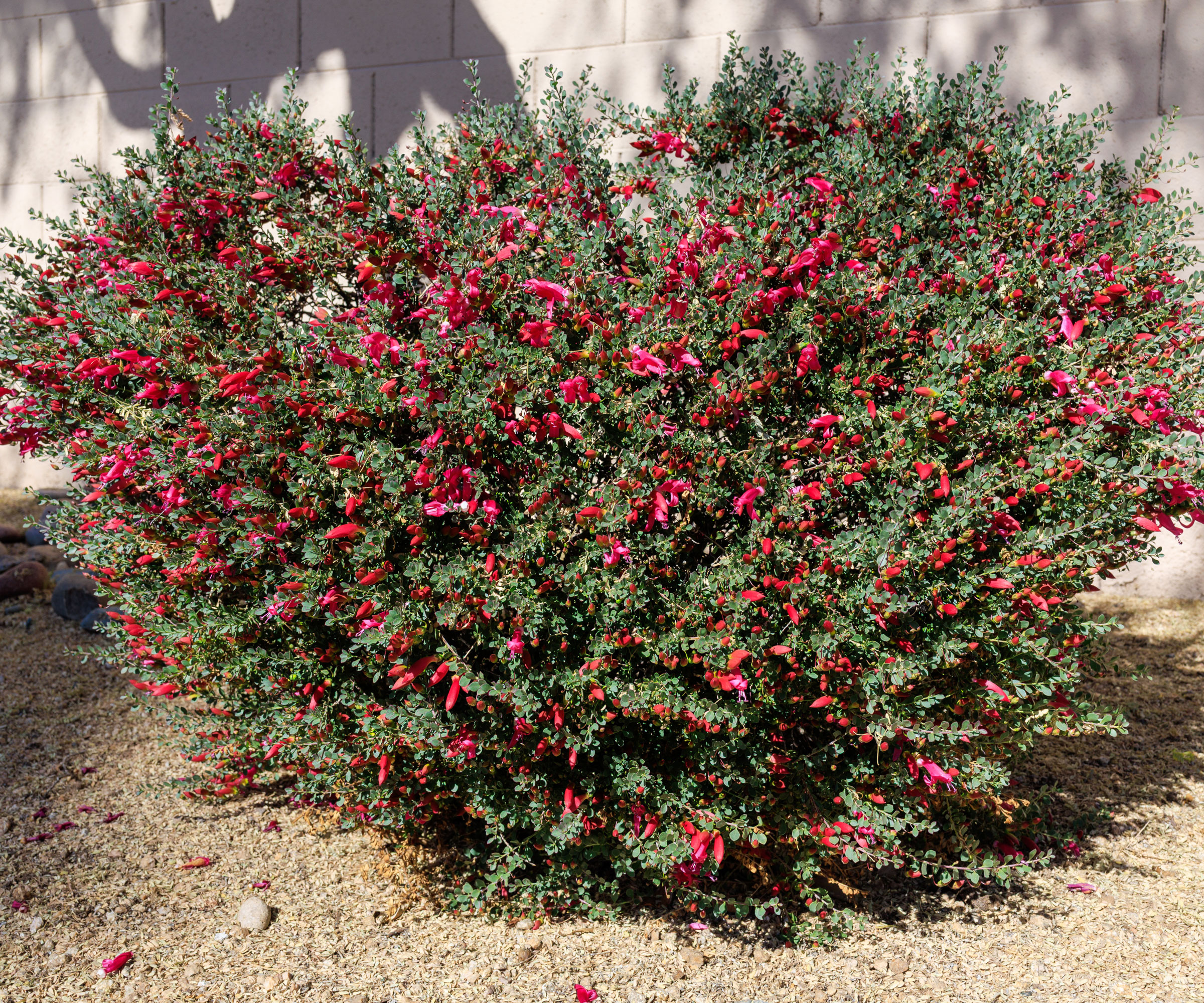 Buisson de Valentine (Eremophila maculata) dans un jardin de gravier