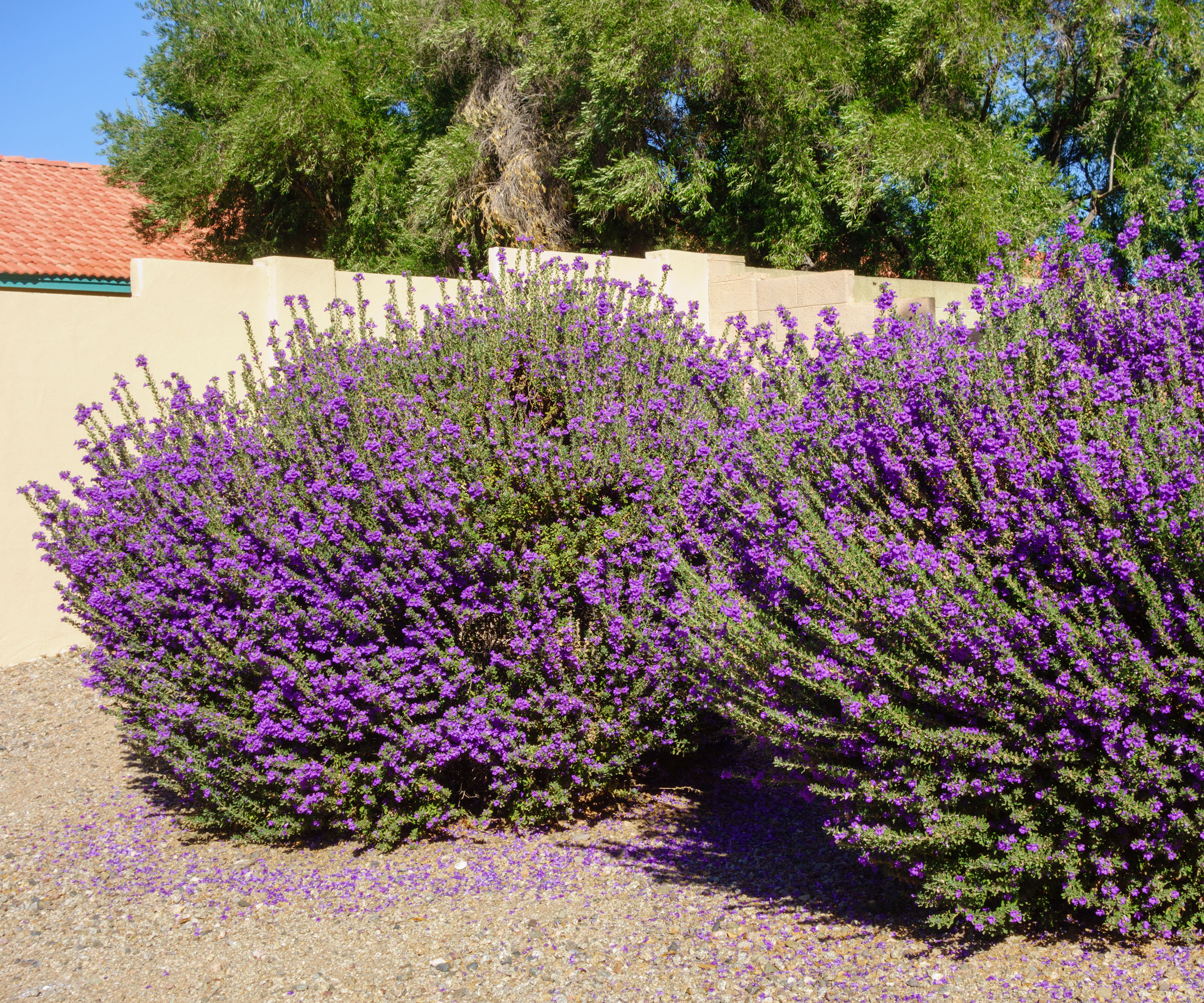 Buissons de sauge du Texas avec fleurs violettes dans un jardin de gravier