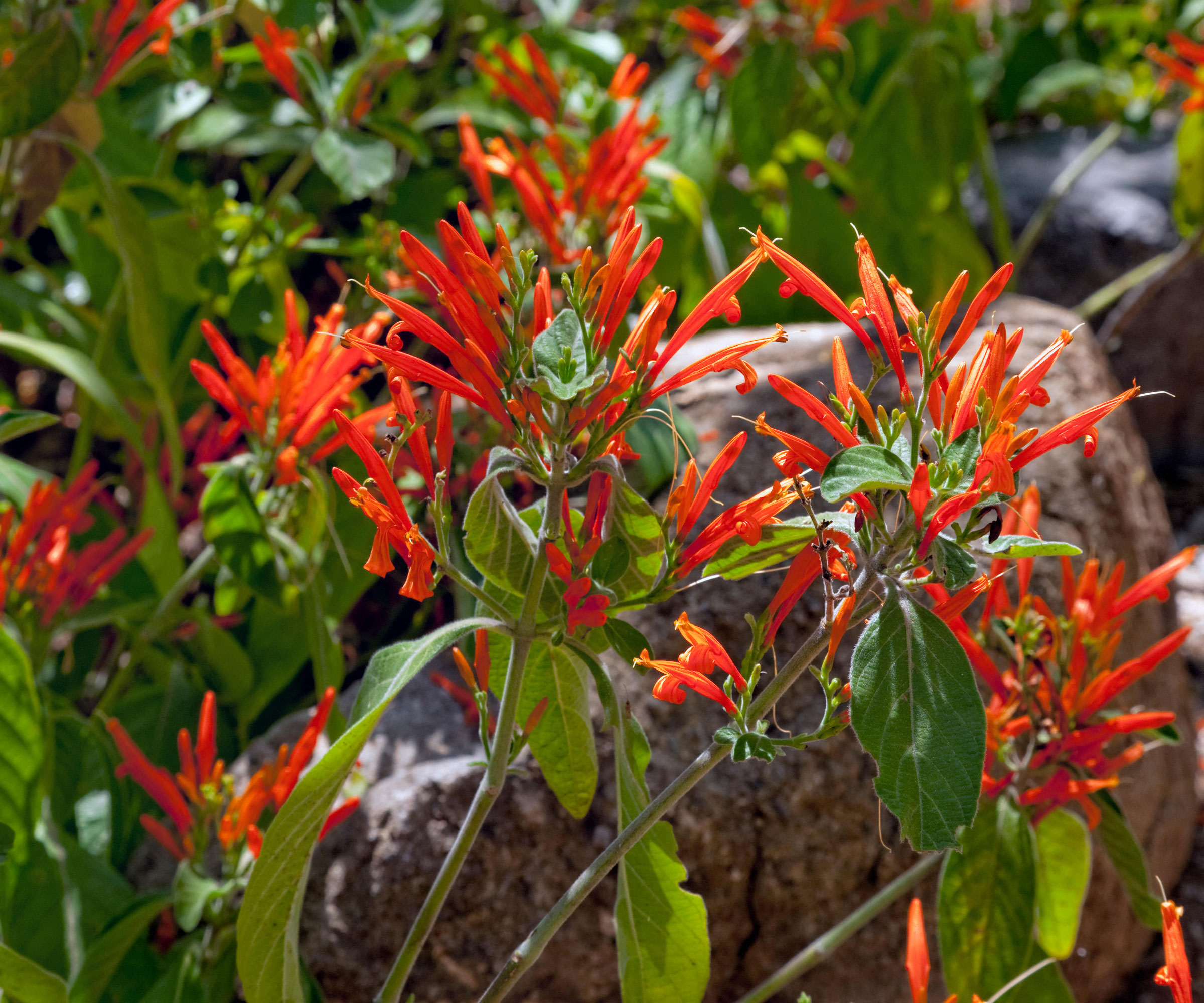 Fleurs de chèvrefeuille mexicain orange (Justicia spicigera)