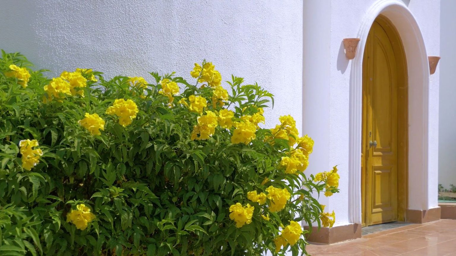 Arbustes à fleurs résistants à la chaleur pour des étés plus chauds – 6 des meilleurs qui prospéreront sans problème en cas de sécheresse et de chaleur yellow bells flowering shrub growing against a white wall, by the front door of a house