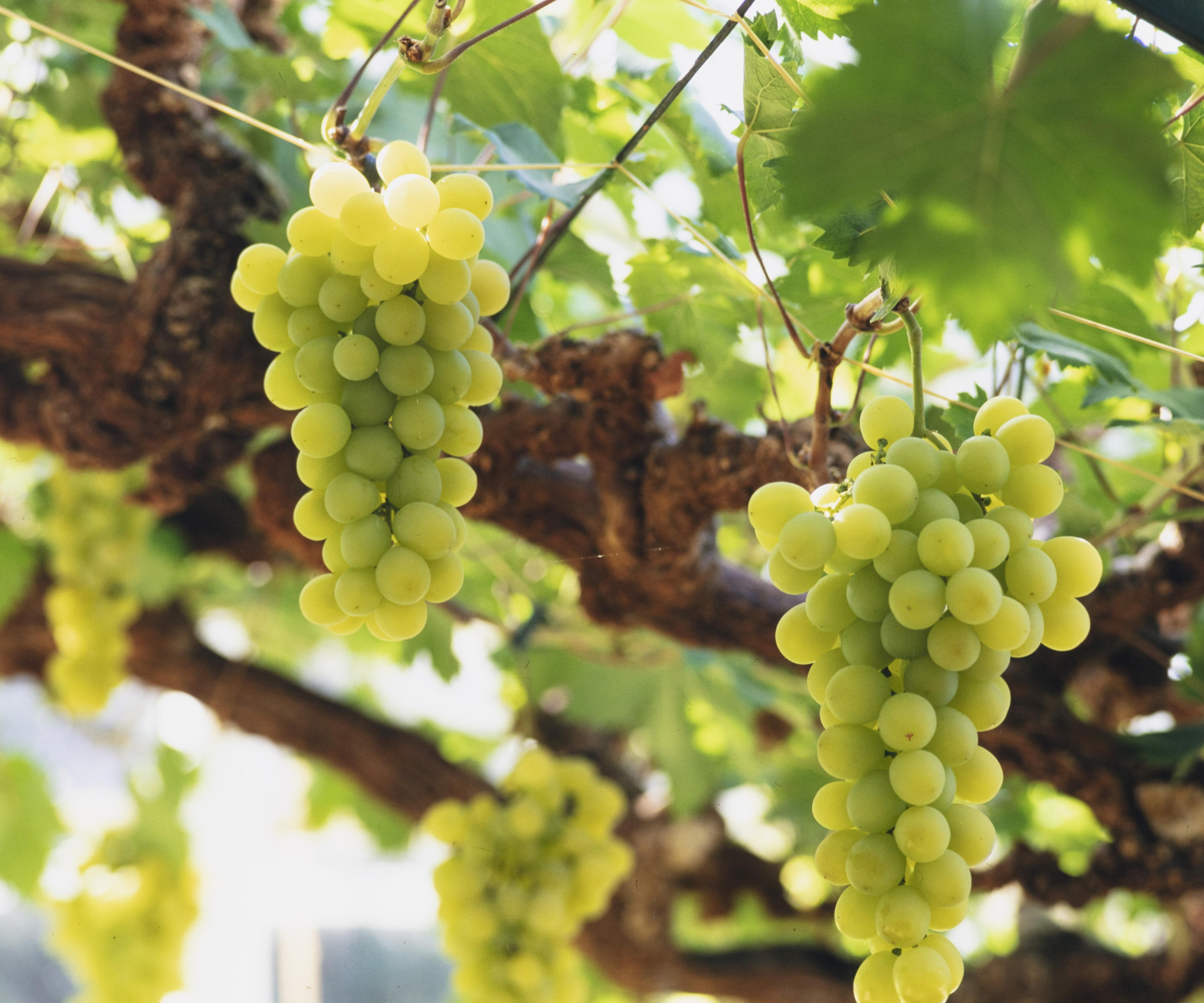 Muscat d'Alexandrie raisins poussant sur une vigne à Chatsworth